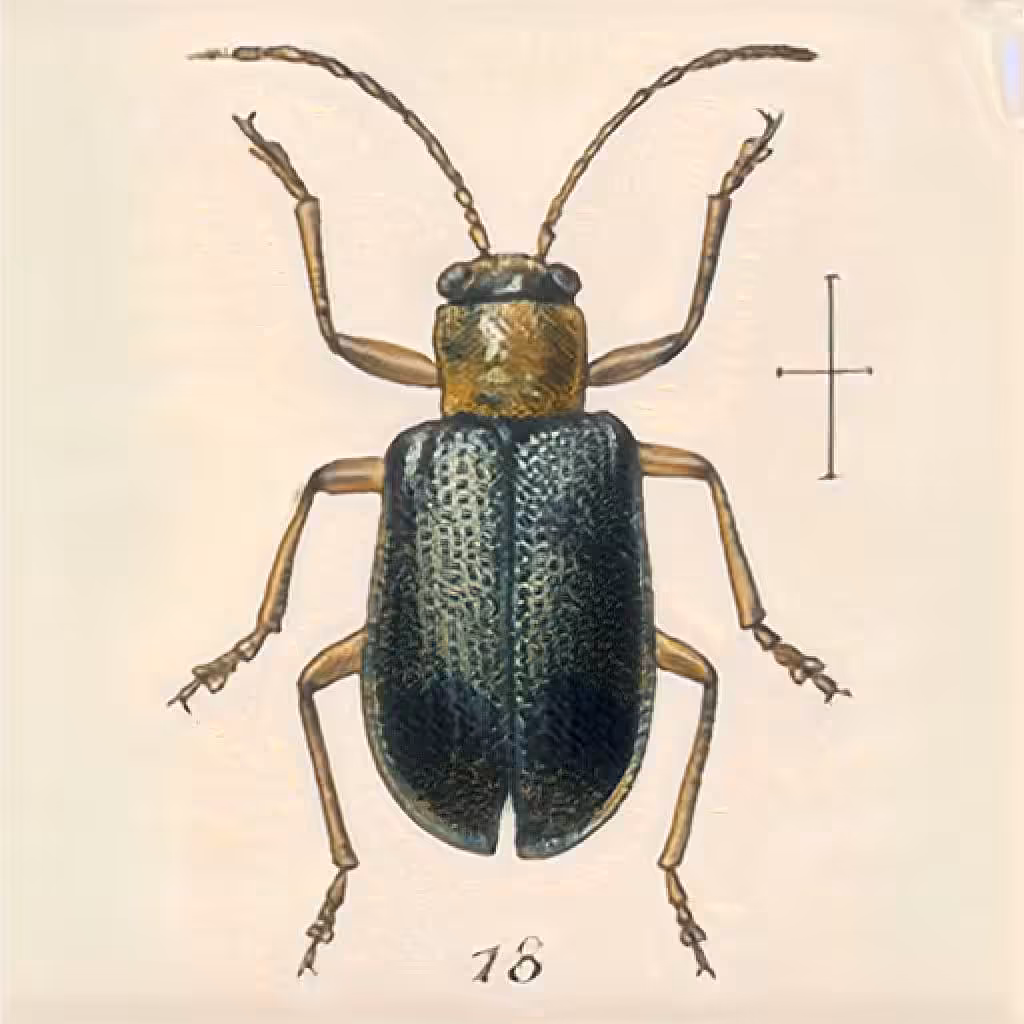 rare.bugs / RBGS_001