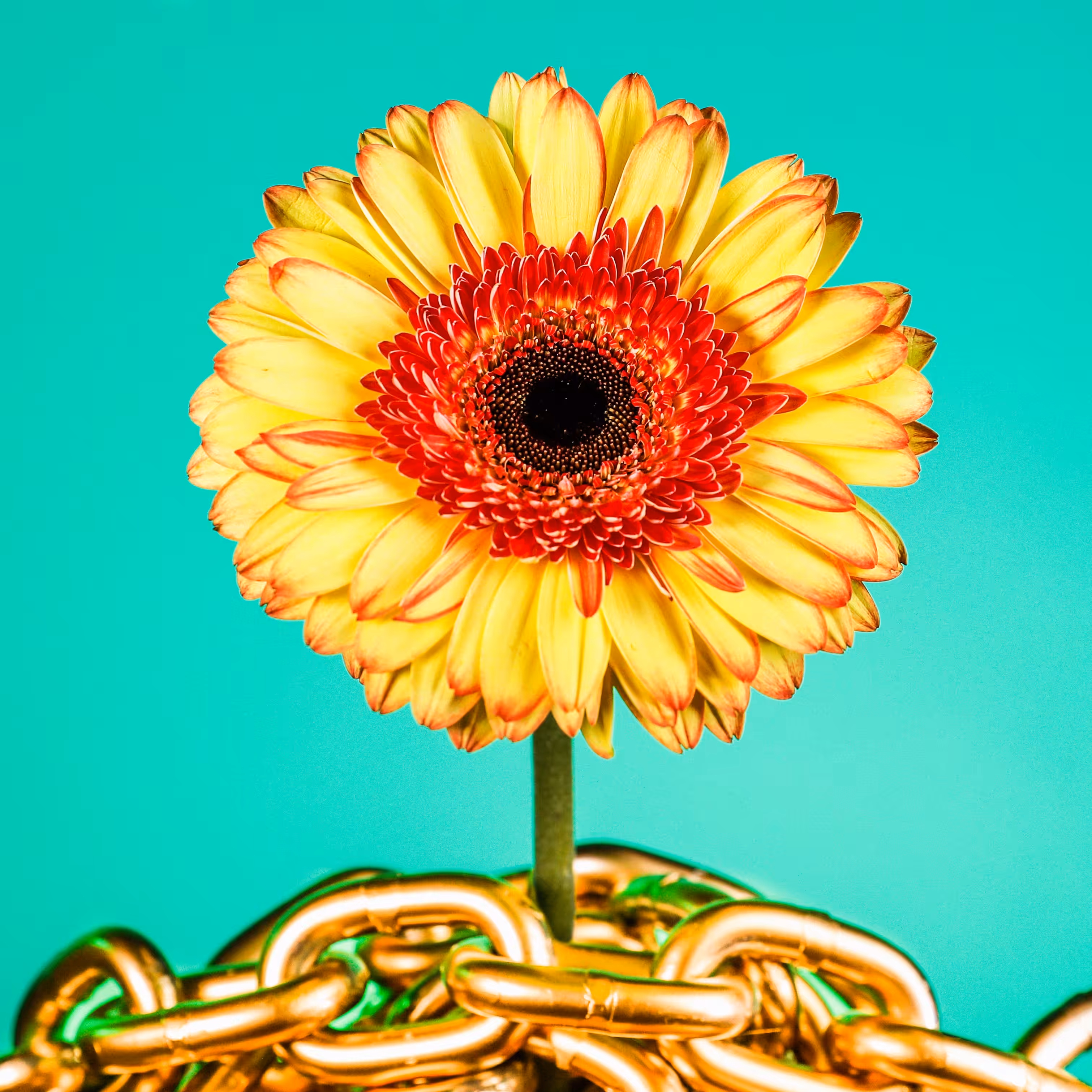 Flower #41