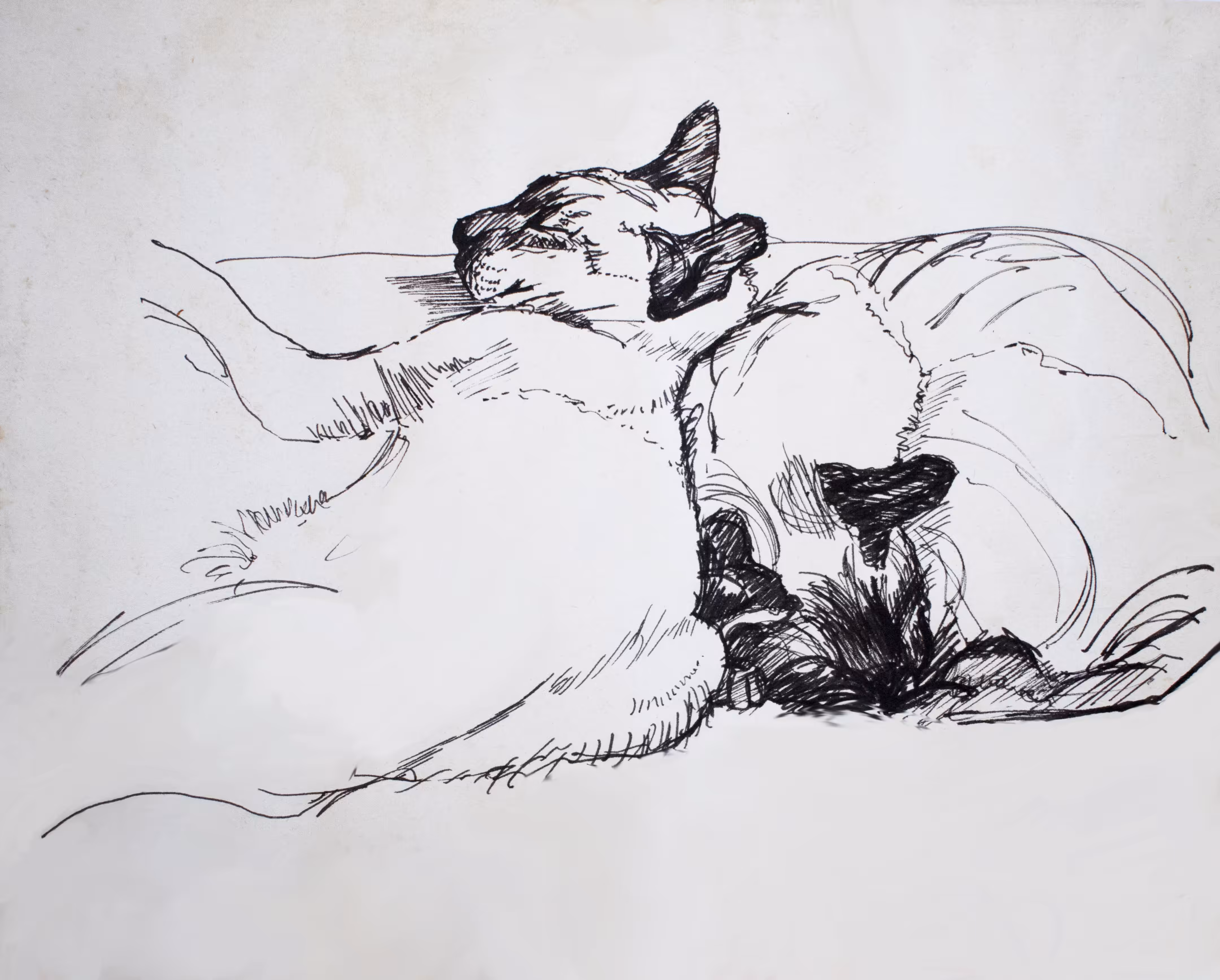 Siamese