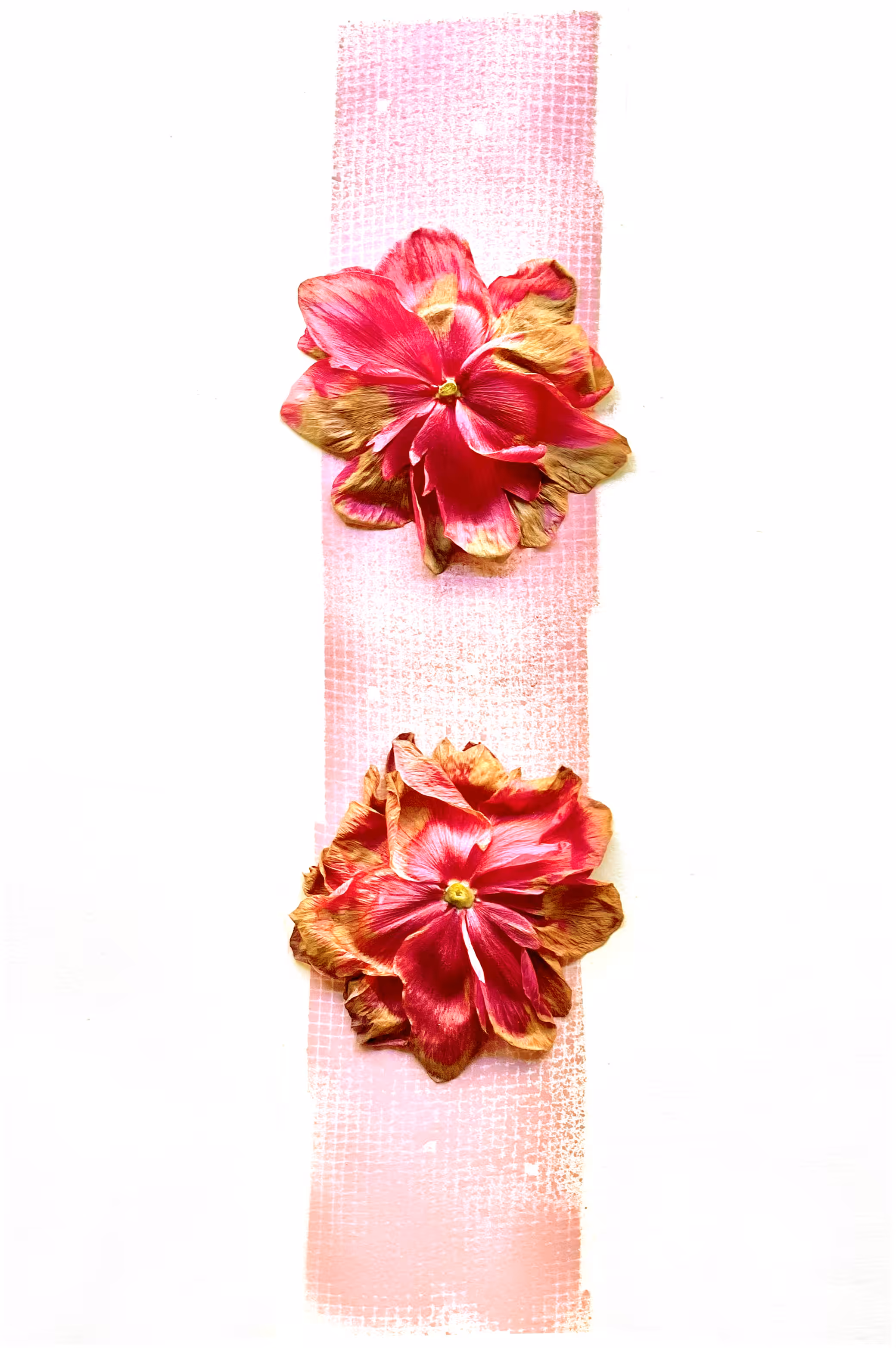 桜 #9