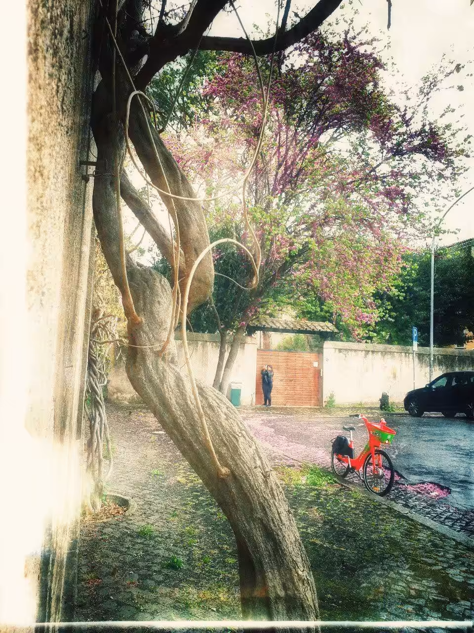 Forgotten Bike
