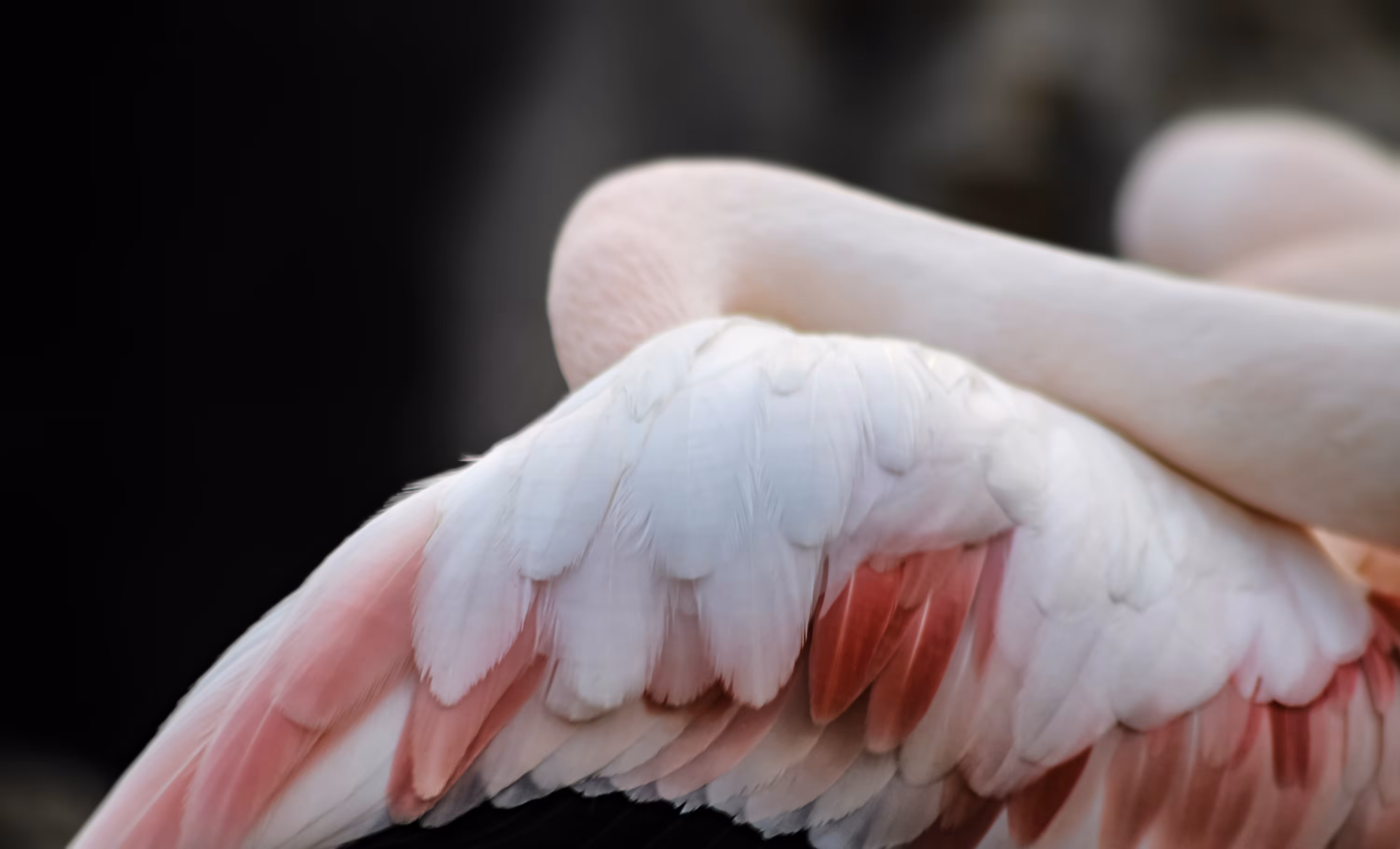 Flamingo #01
