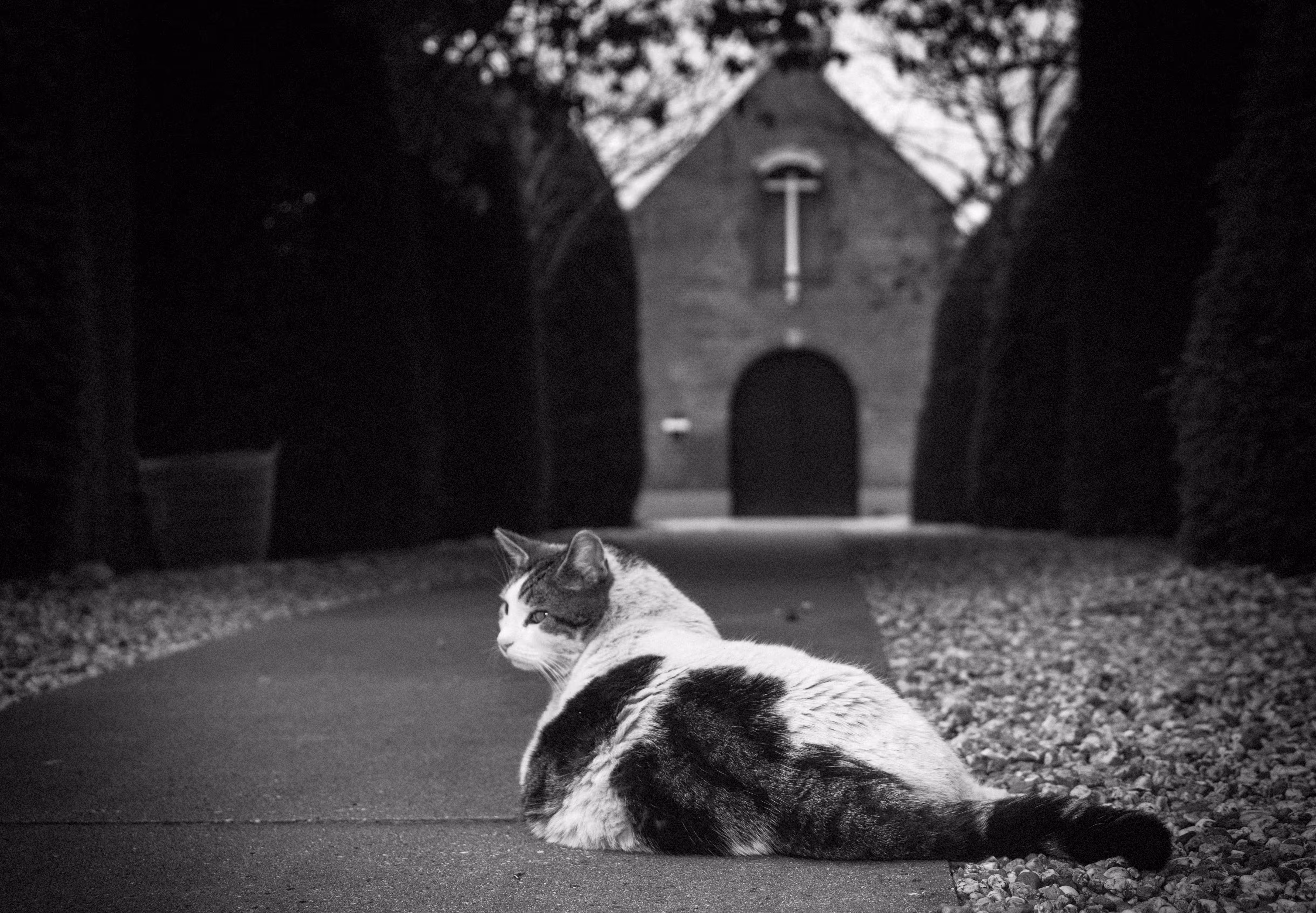  Cat on a cemetery.