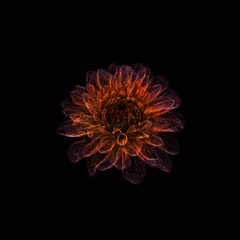 Dahlia Pinnata 30 #201
