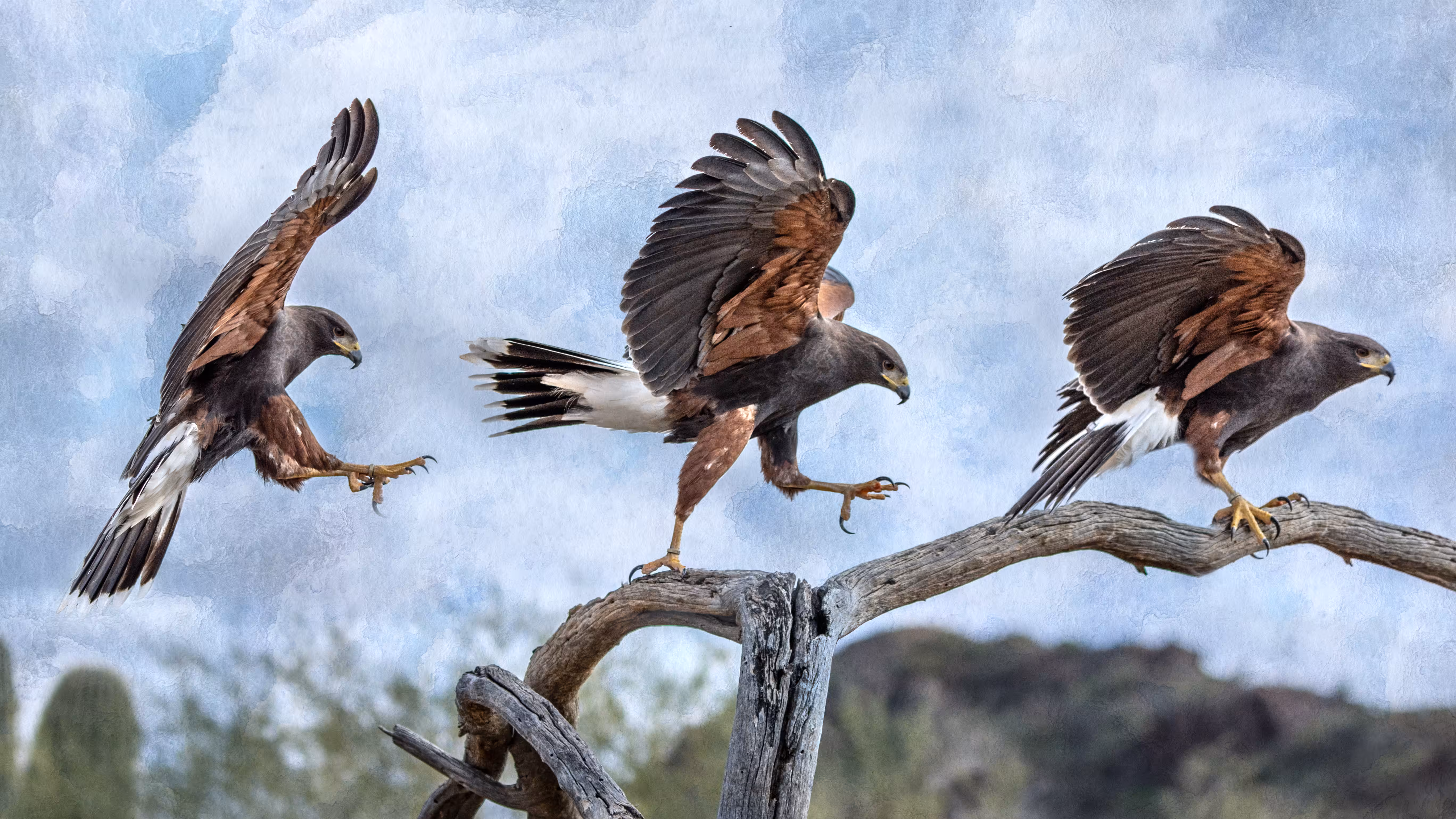 Wings in Time: Harris' Hawk Landing