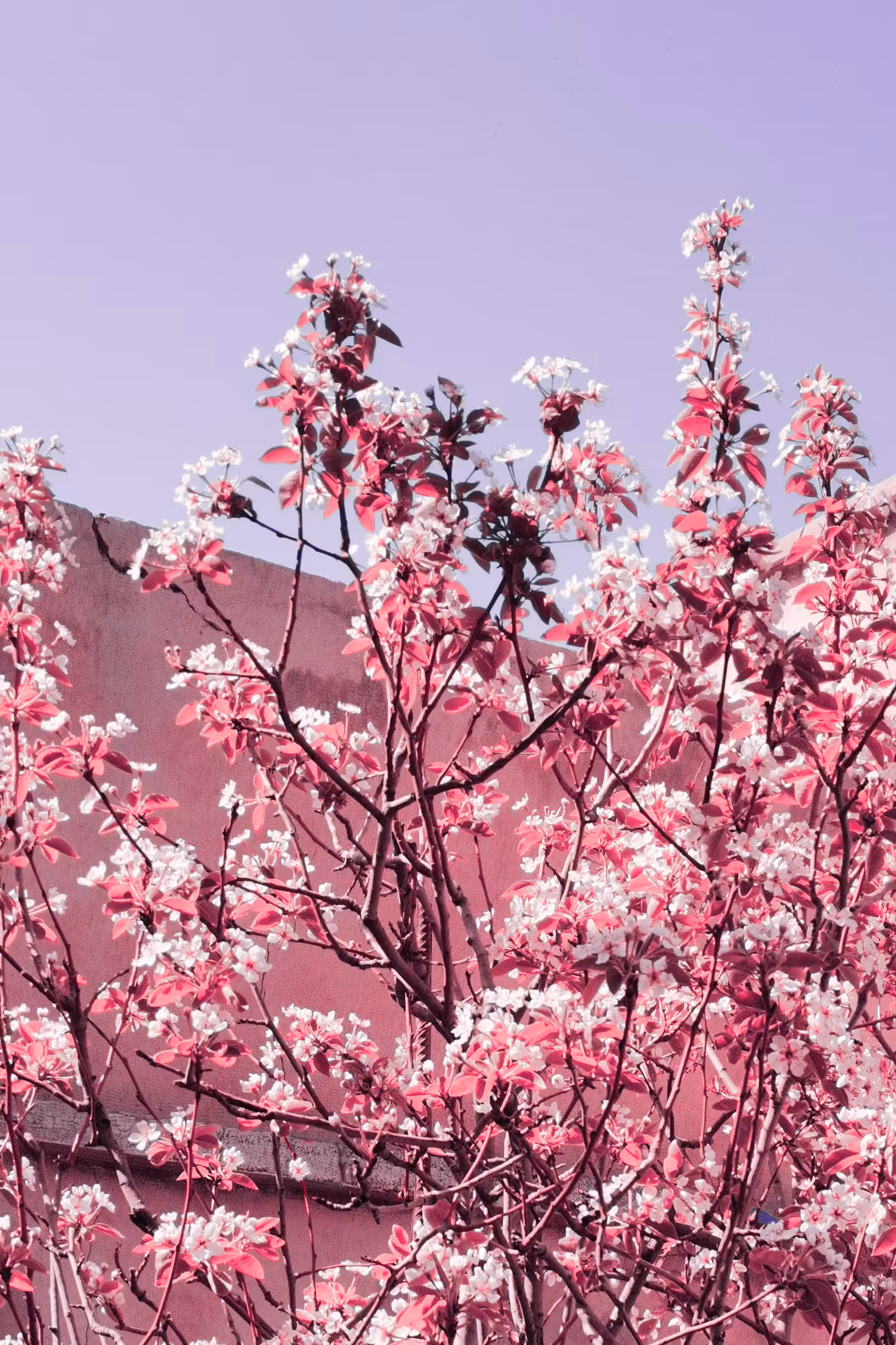 Bloom