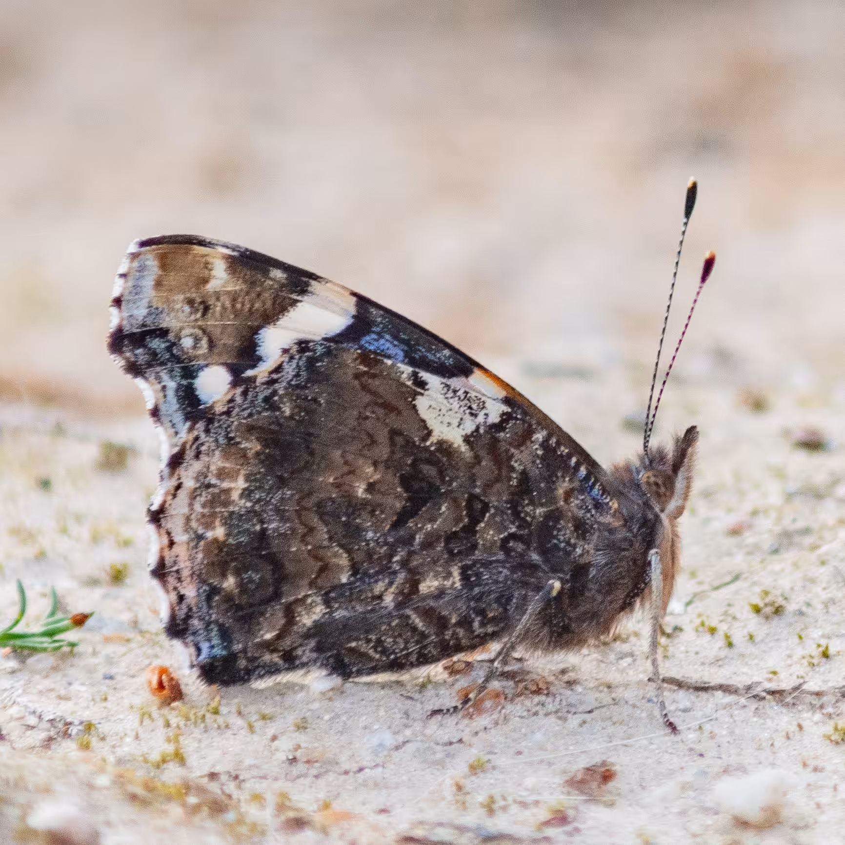 Butterfly #5