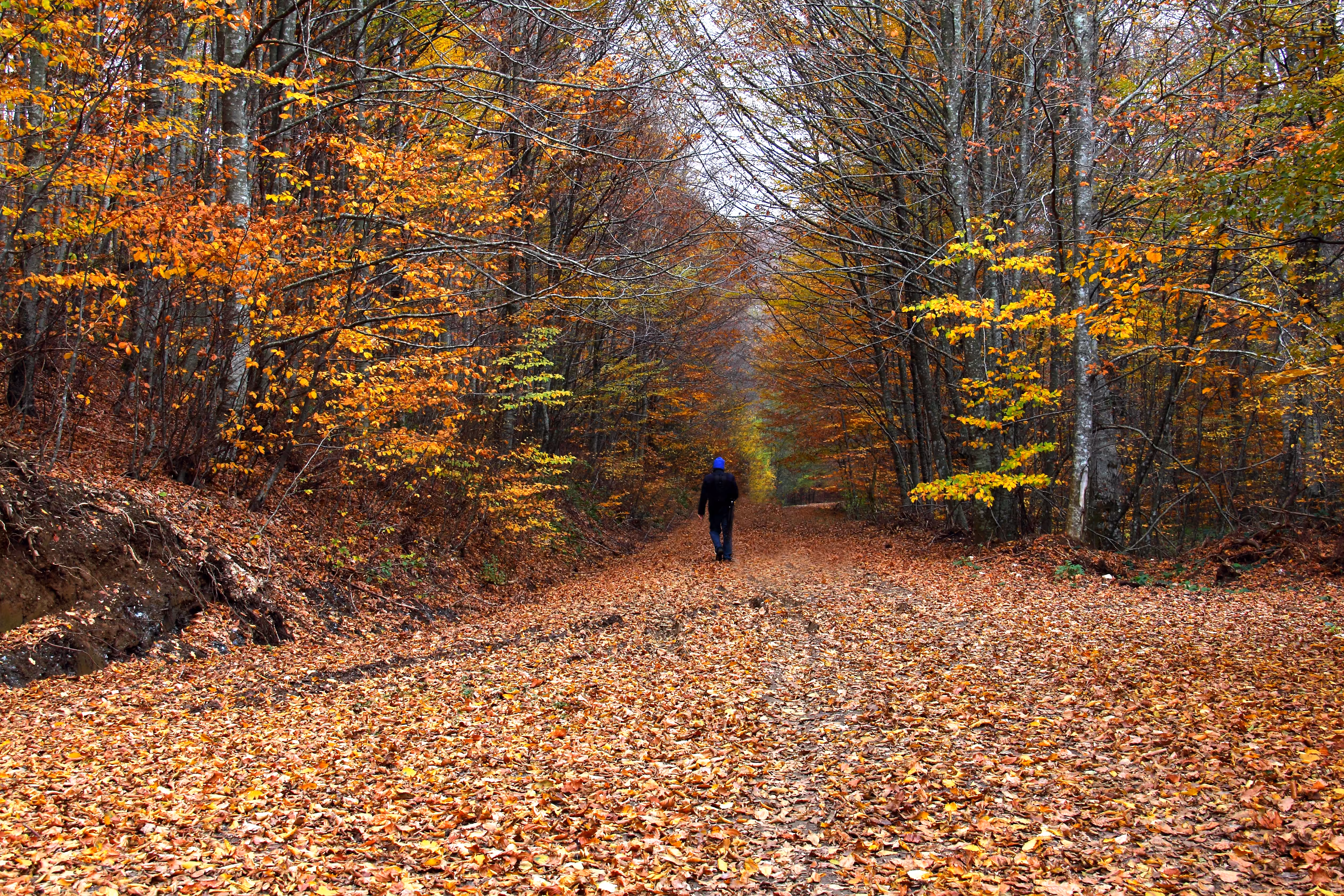 Colors of autumn
