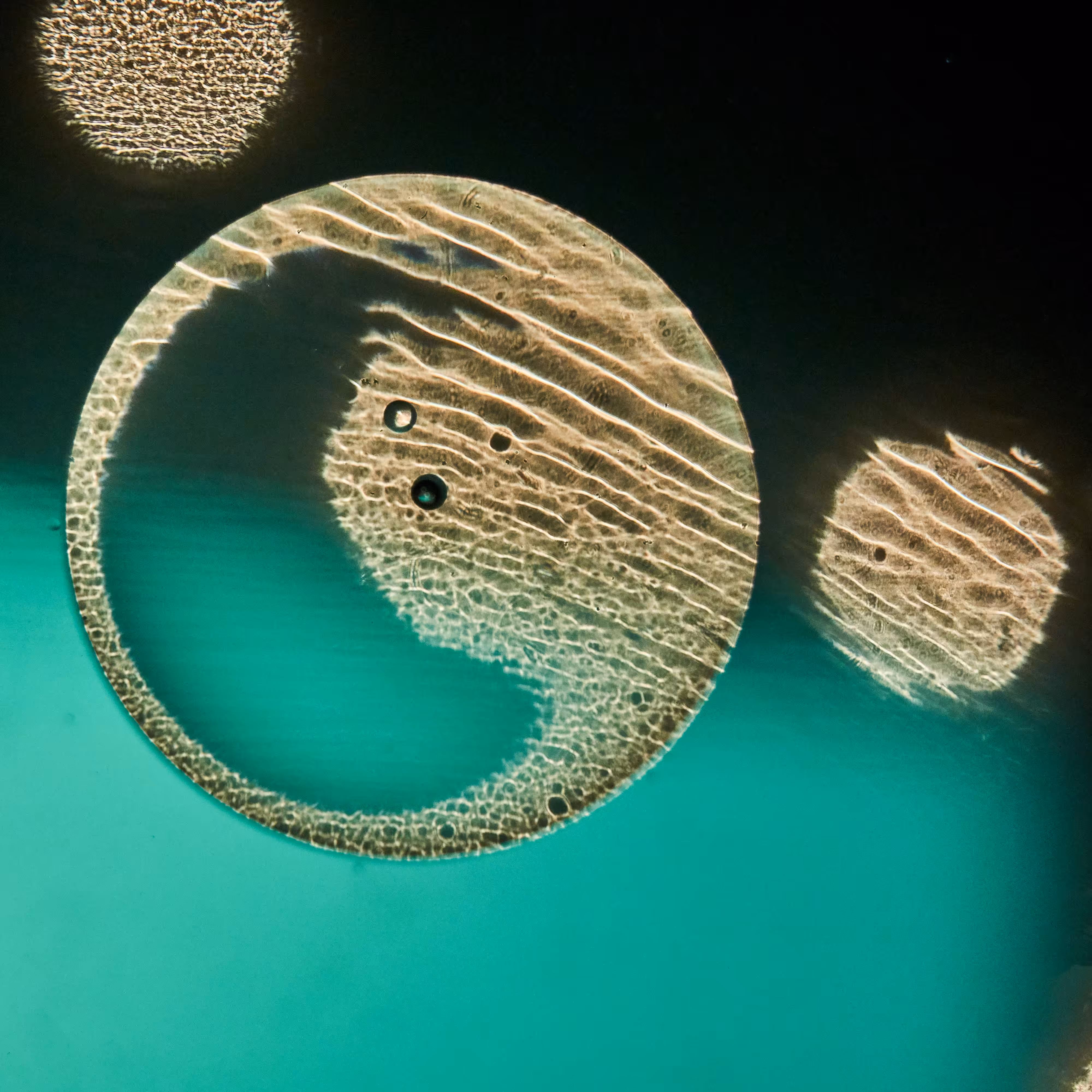 Yin and Yang