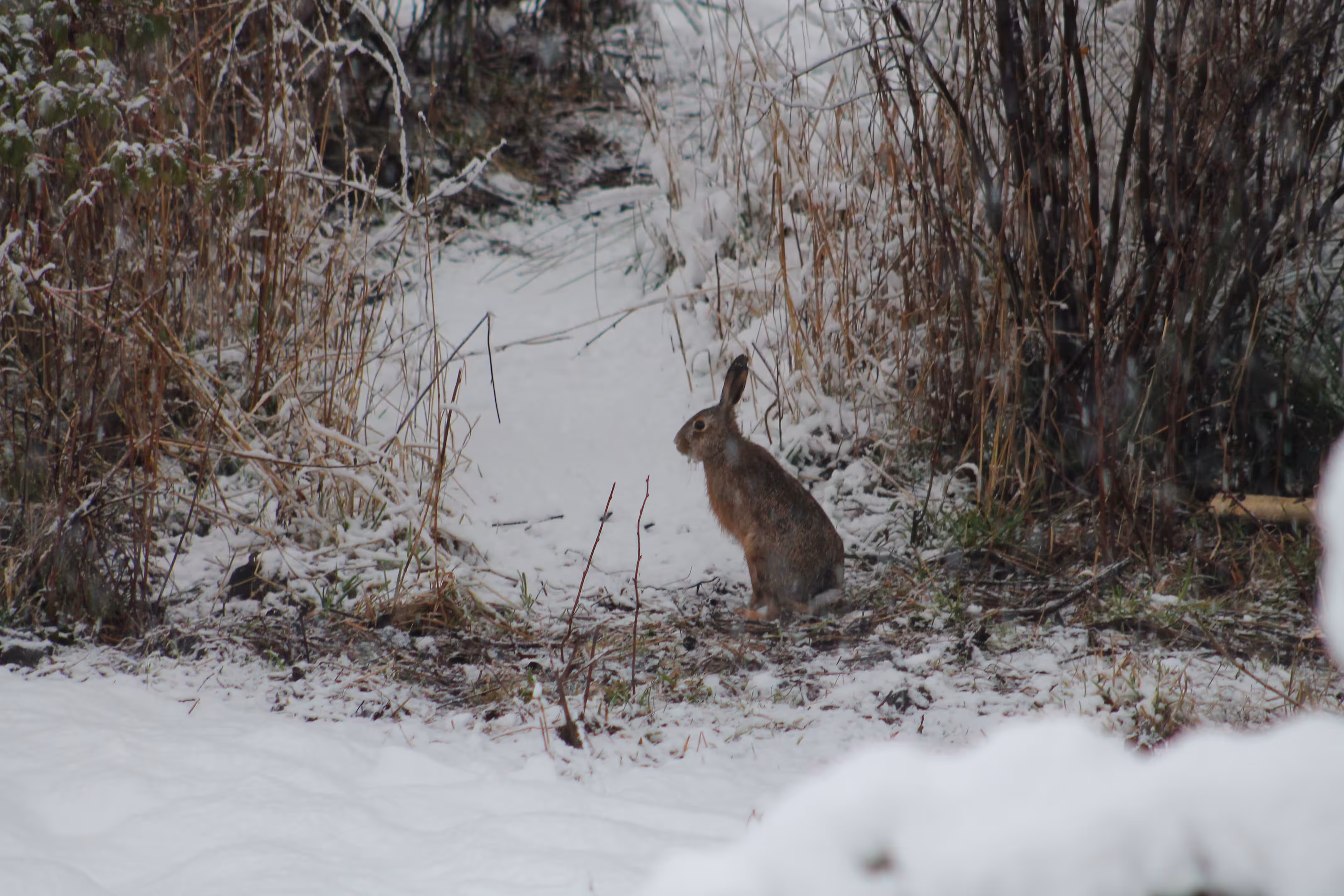 Forest visitor