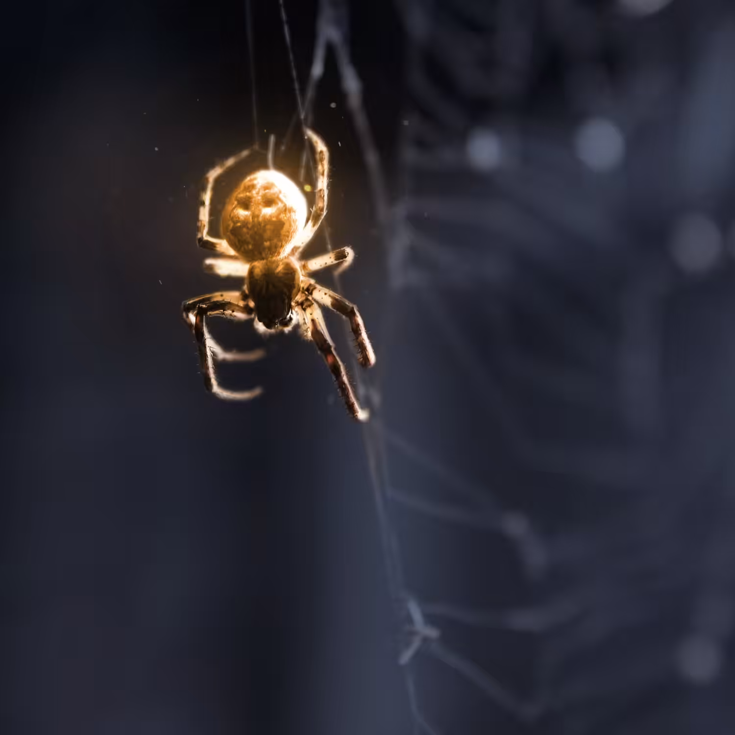 Shine of Predator