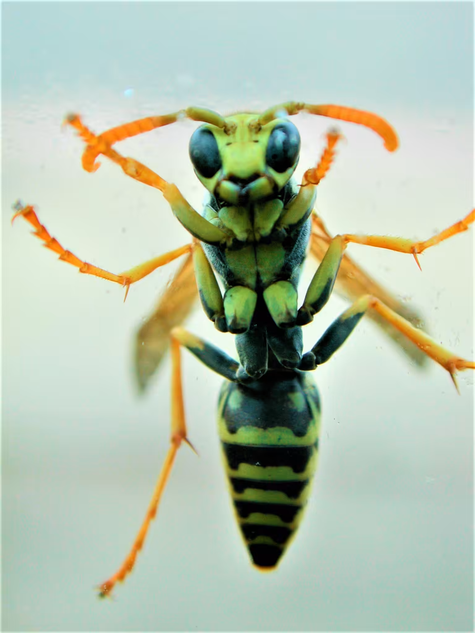 Bzzzz - Limited Edition