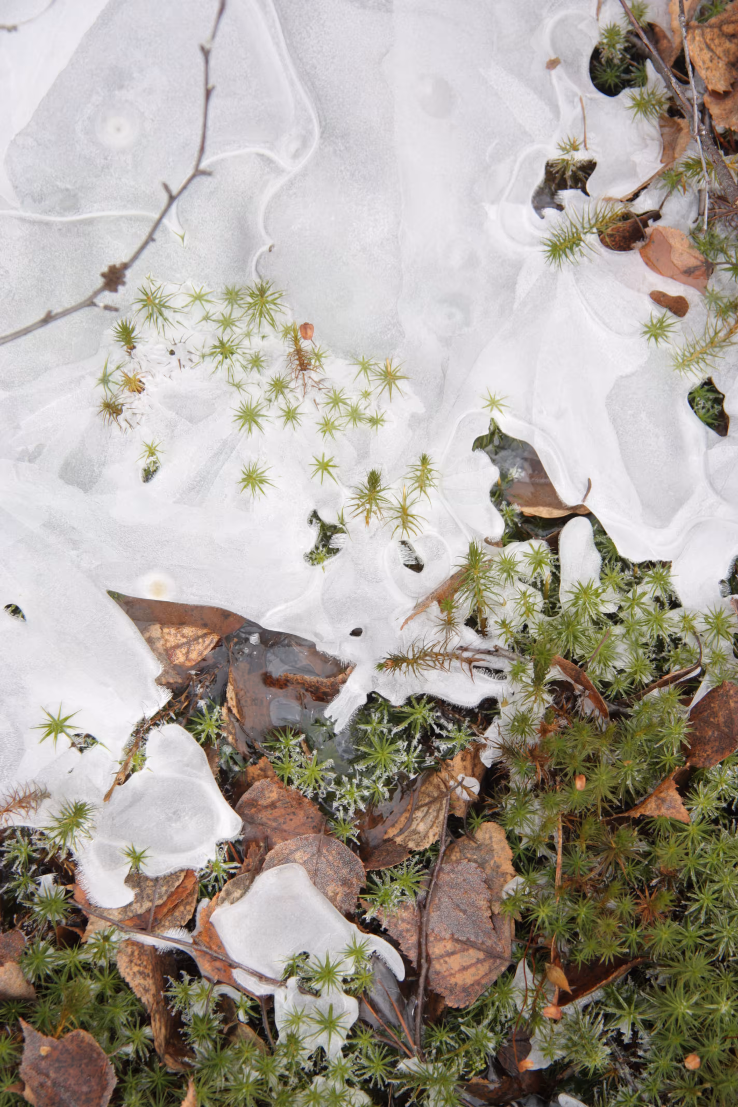 Moss