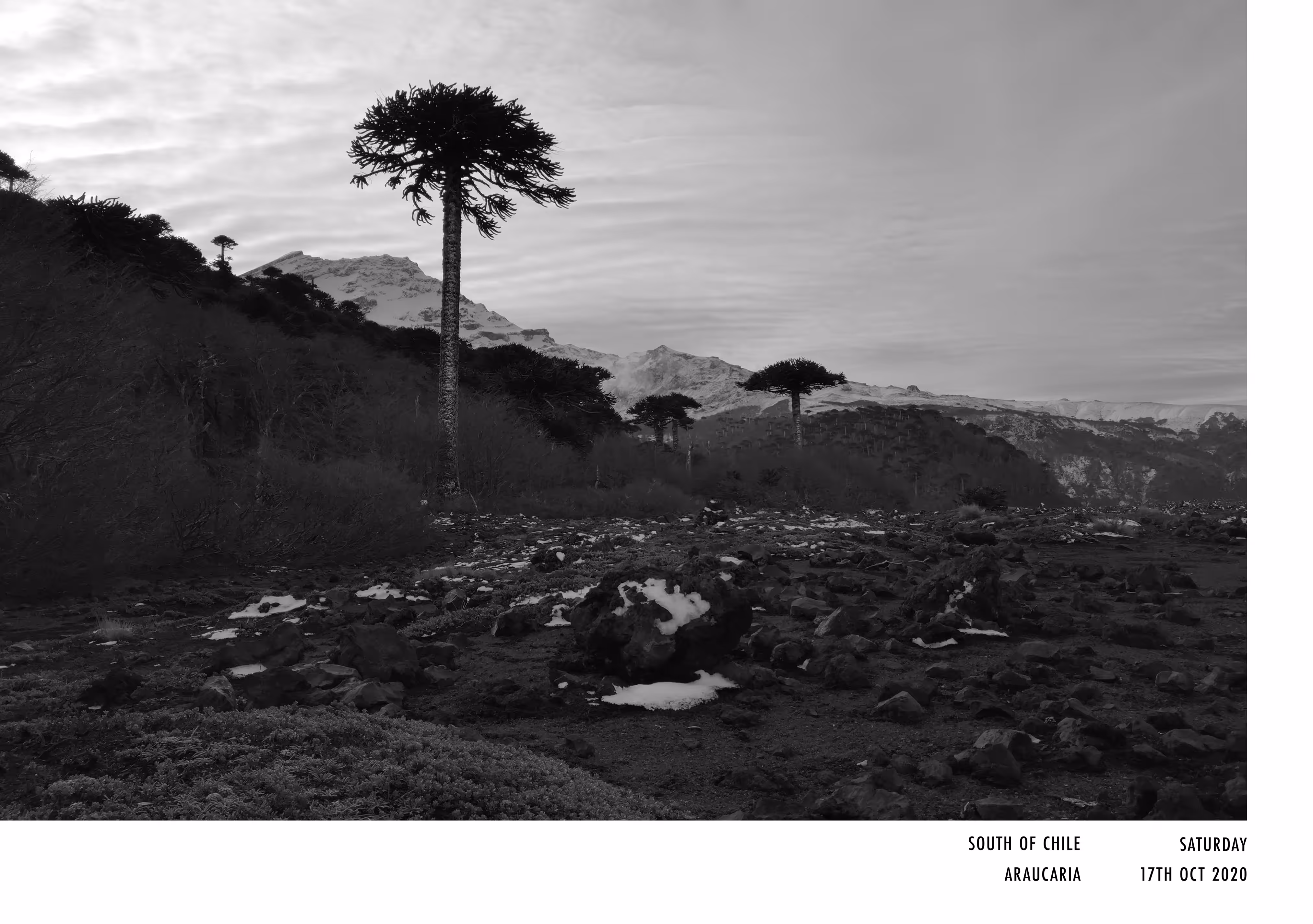 Araucaria