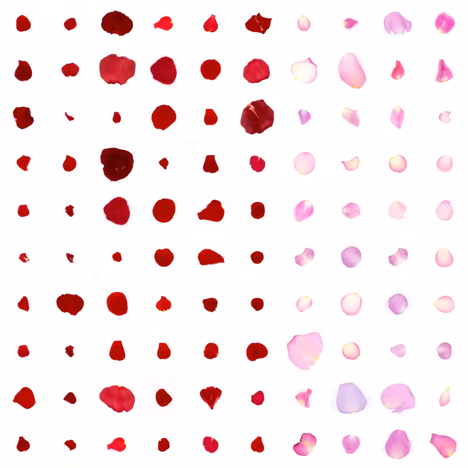 Infinite Petals 10x10#2696
