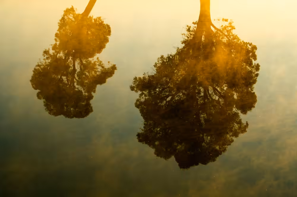Reflections of Life