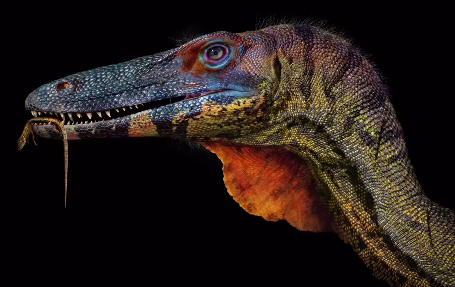 Coelophysis 