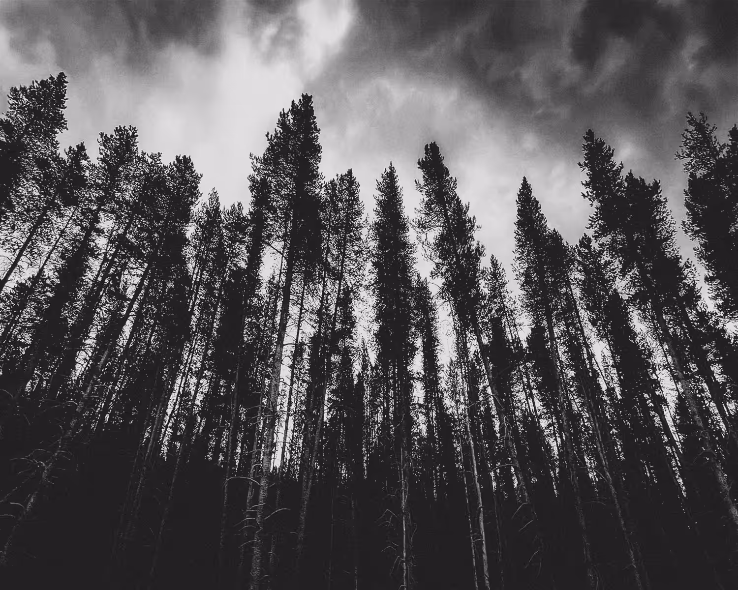 Shadows and Tall Trees