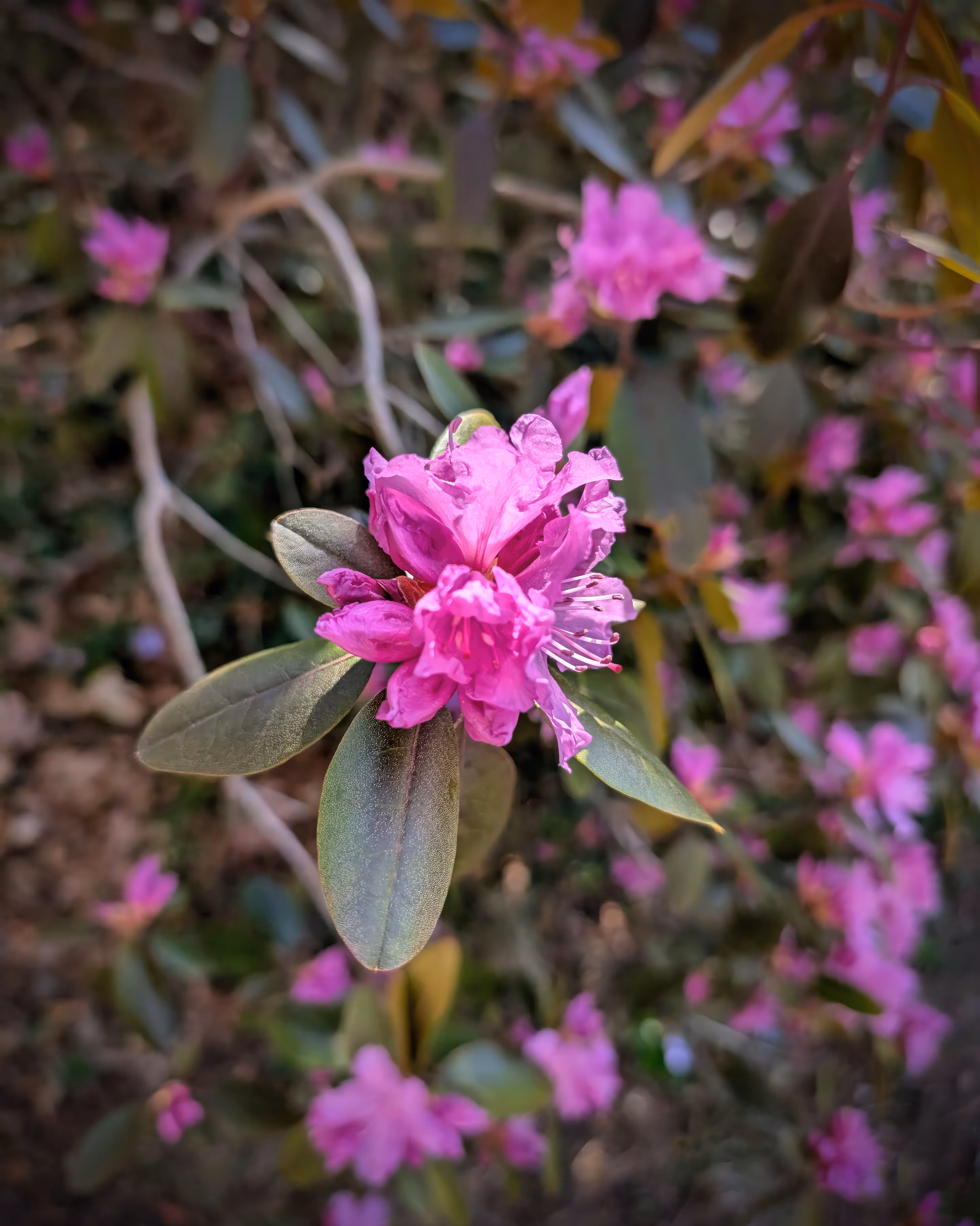 Subtle Beauty