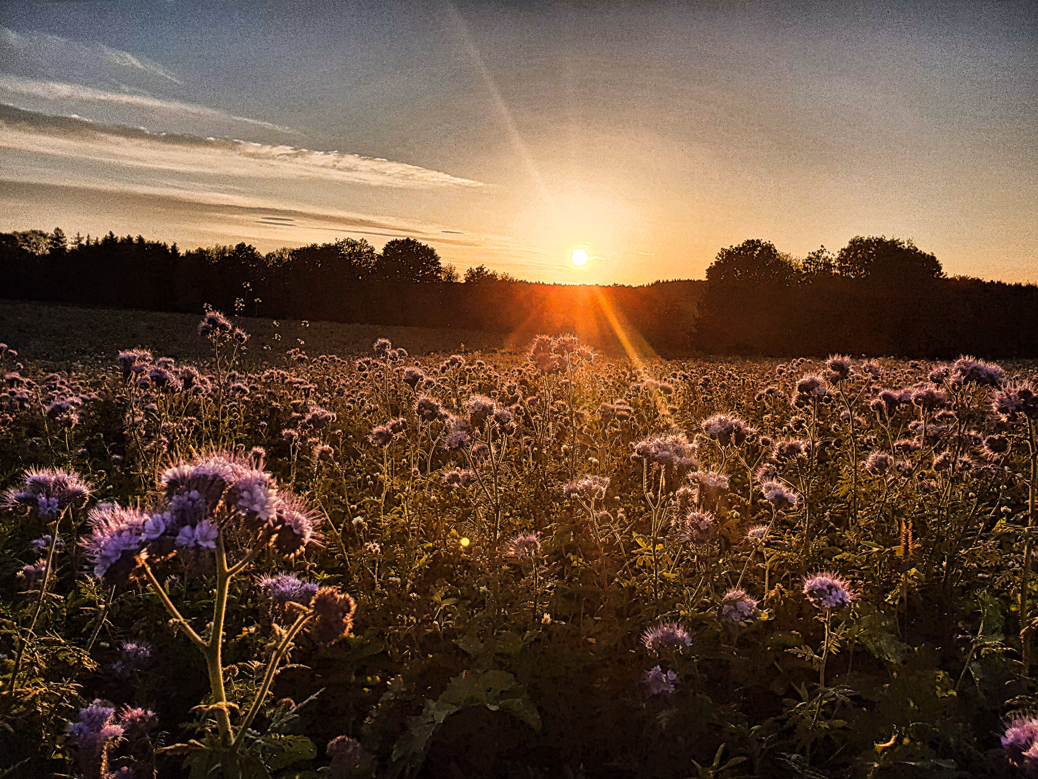 Thistles in the Sunset