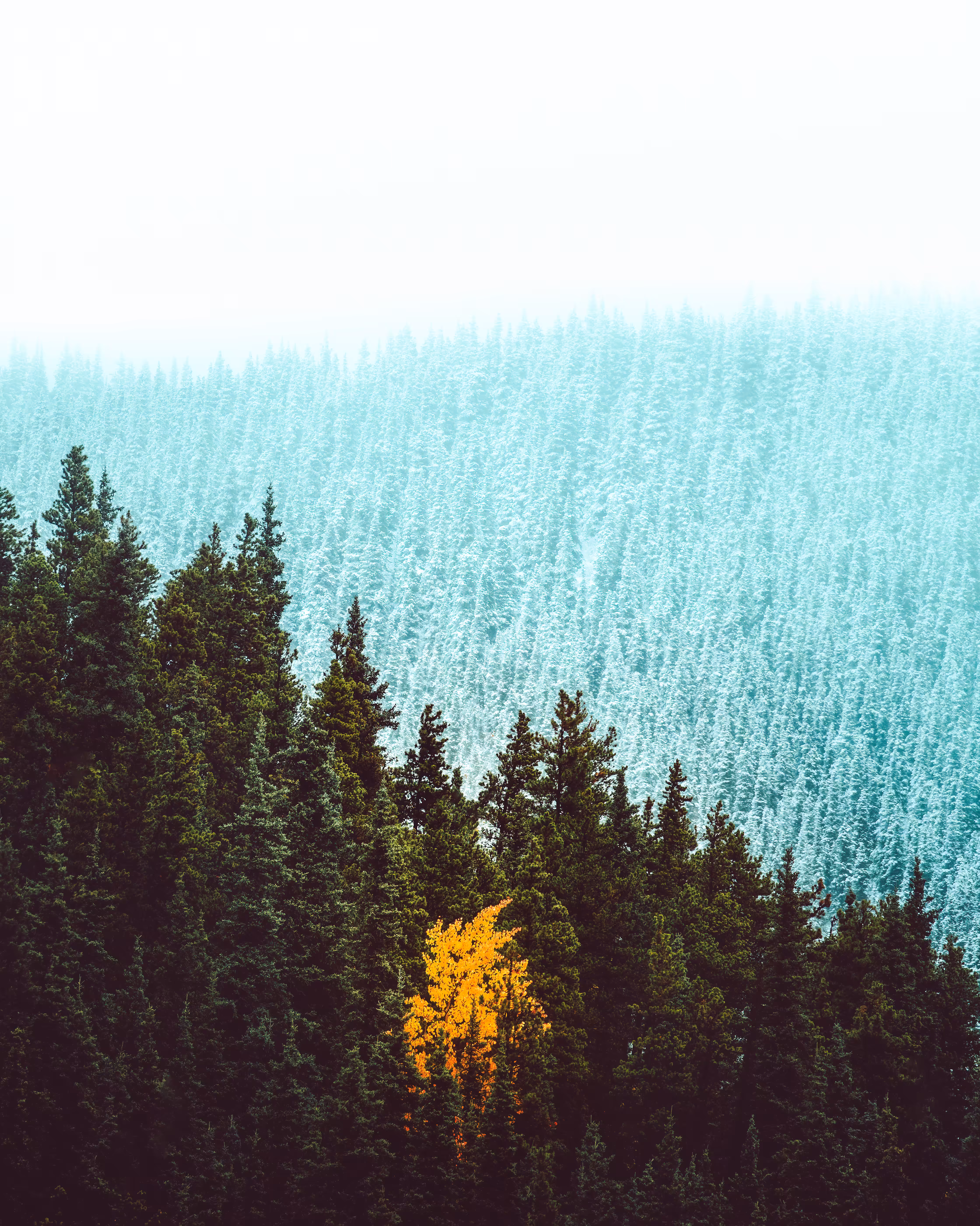 Three Seasons