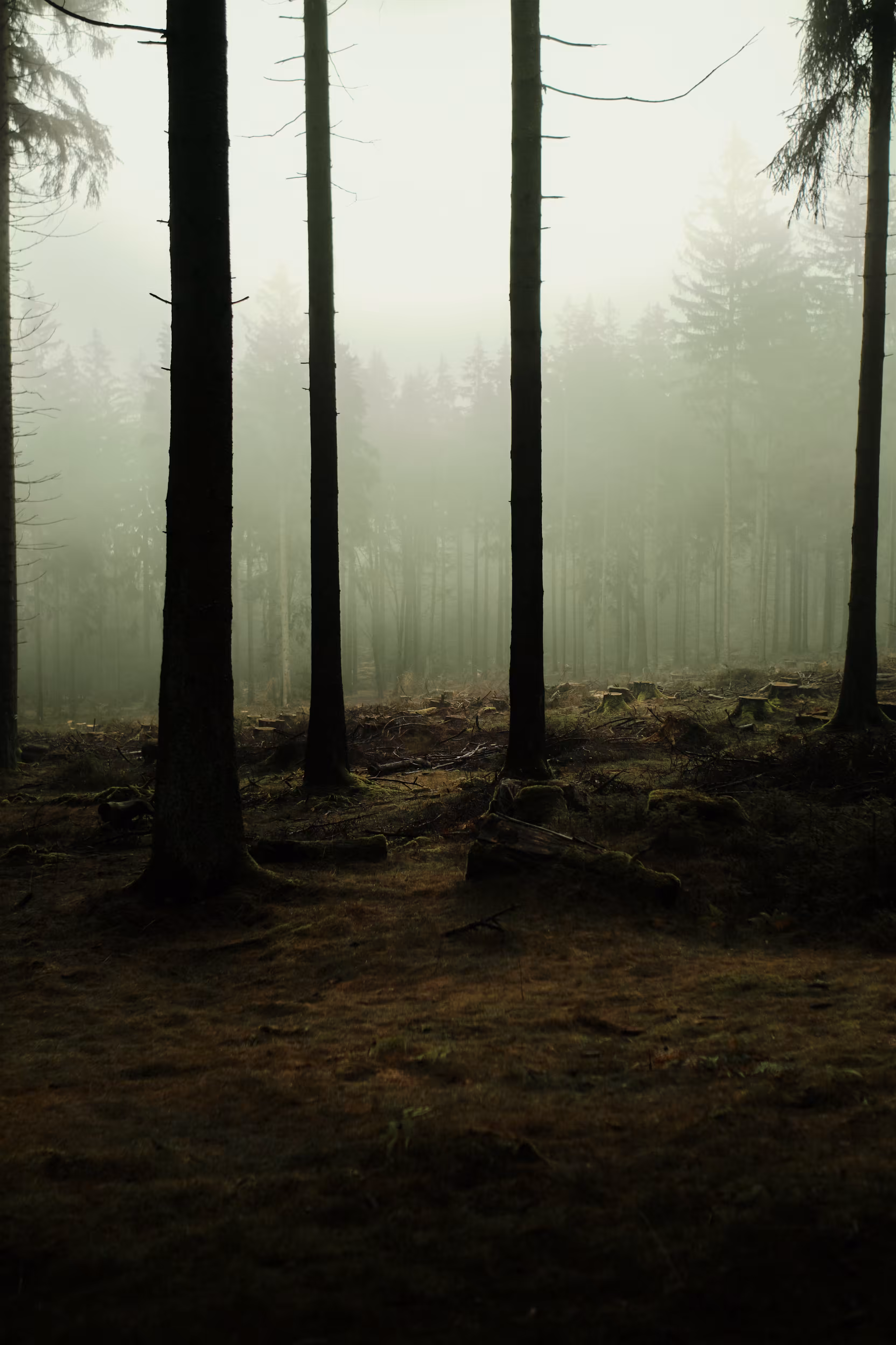 The forest glade