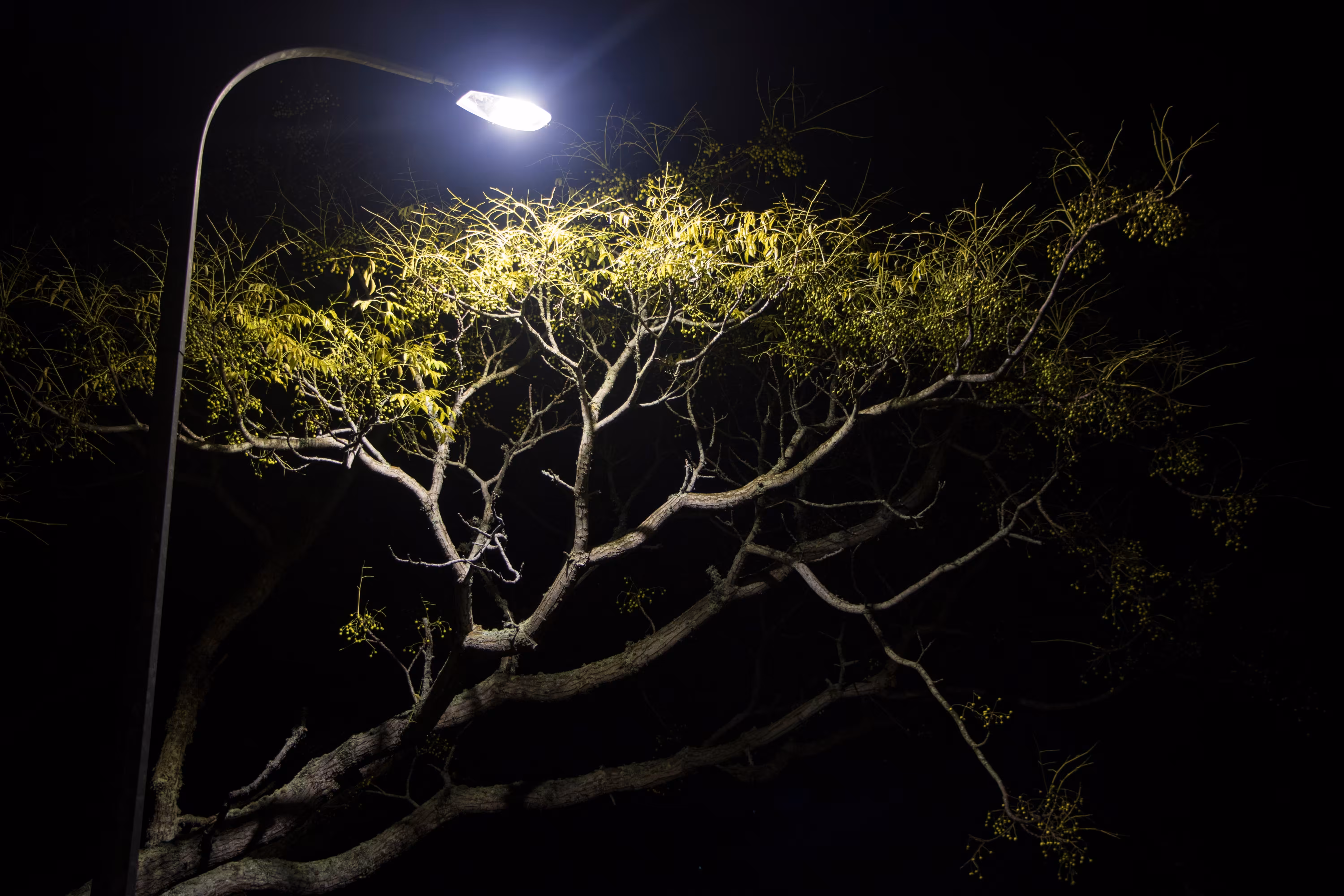 a fickle light #3