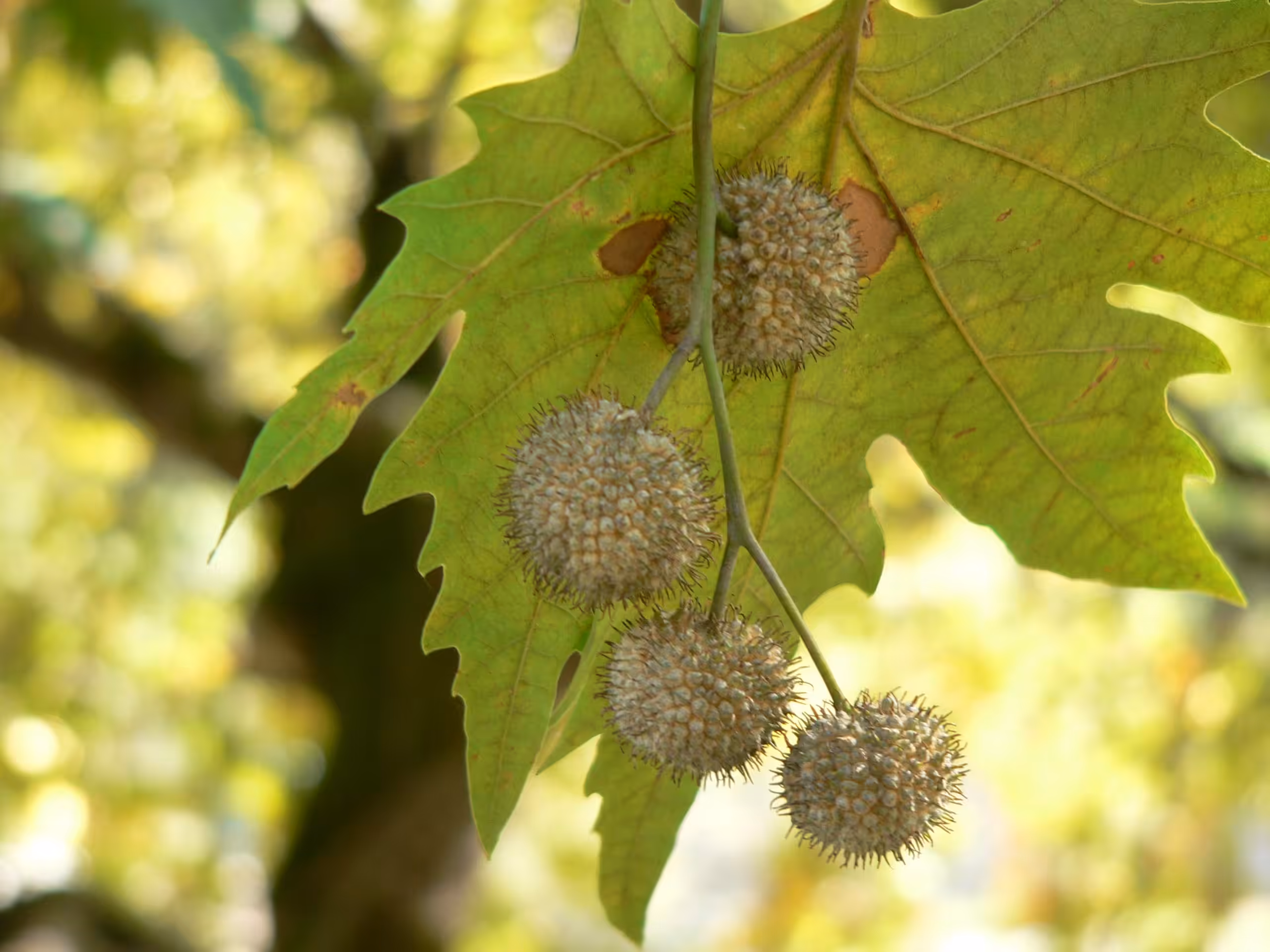 Nature - Leaves