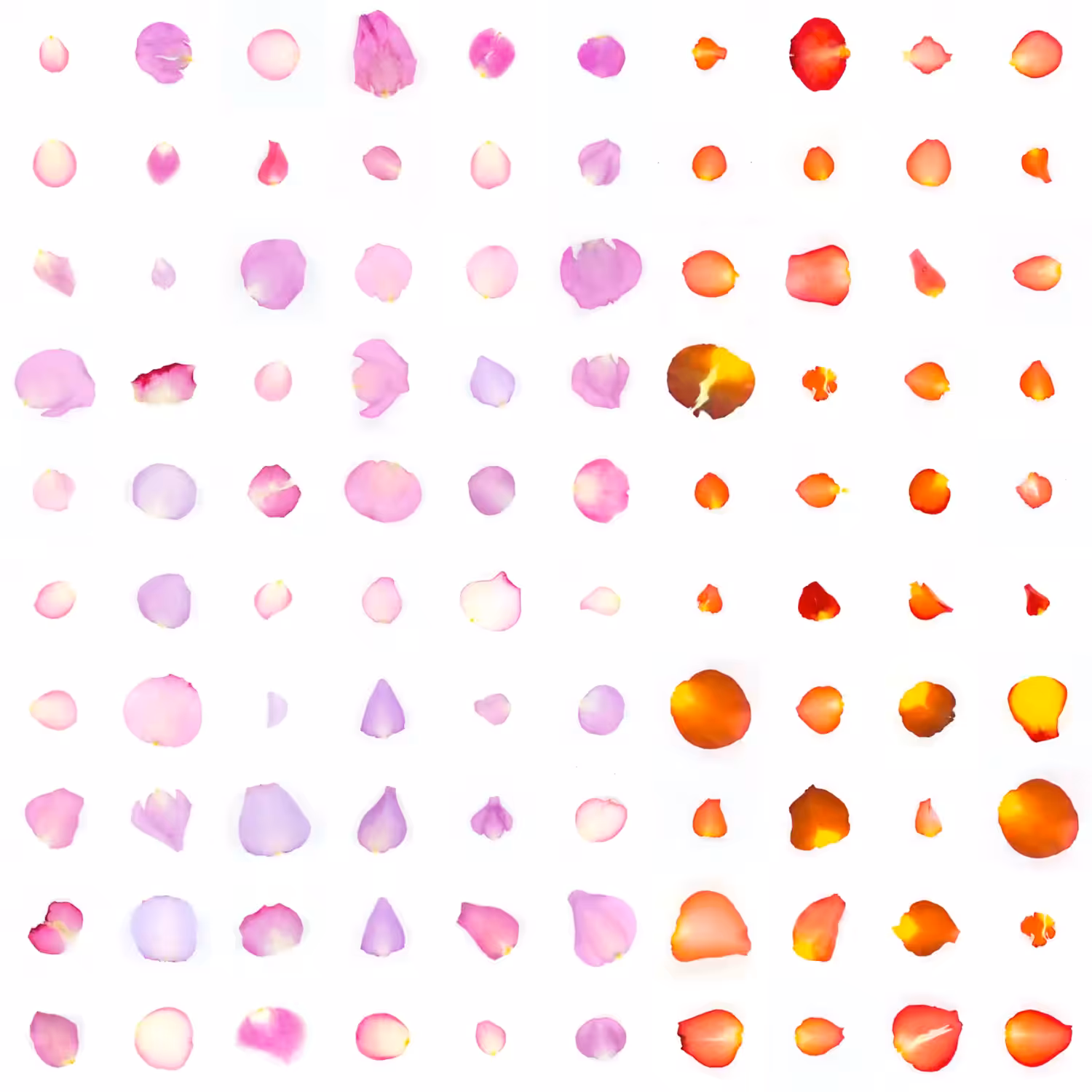 Infinite Petals 10x10#2174