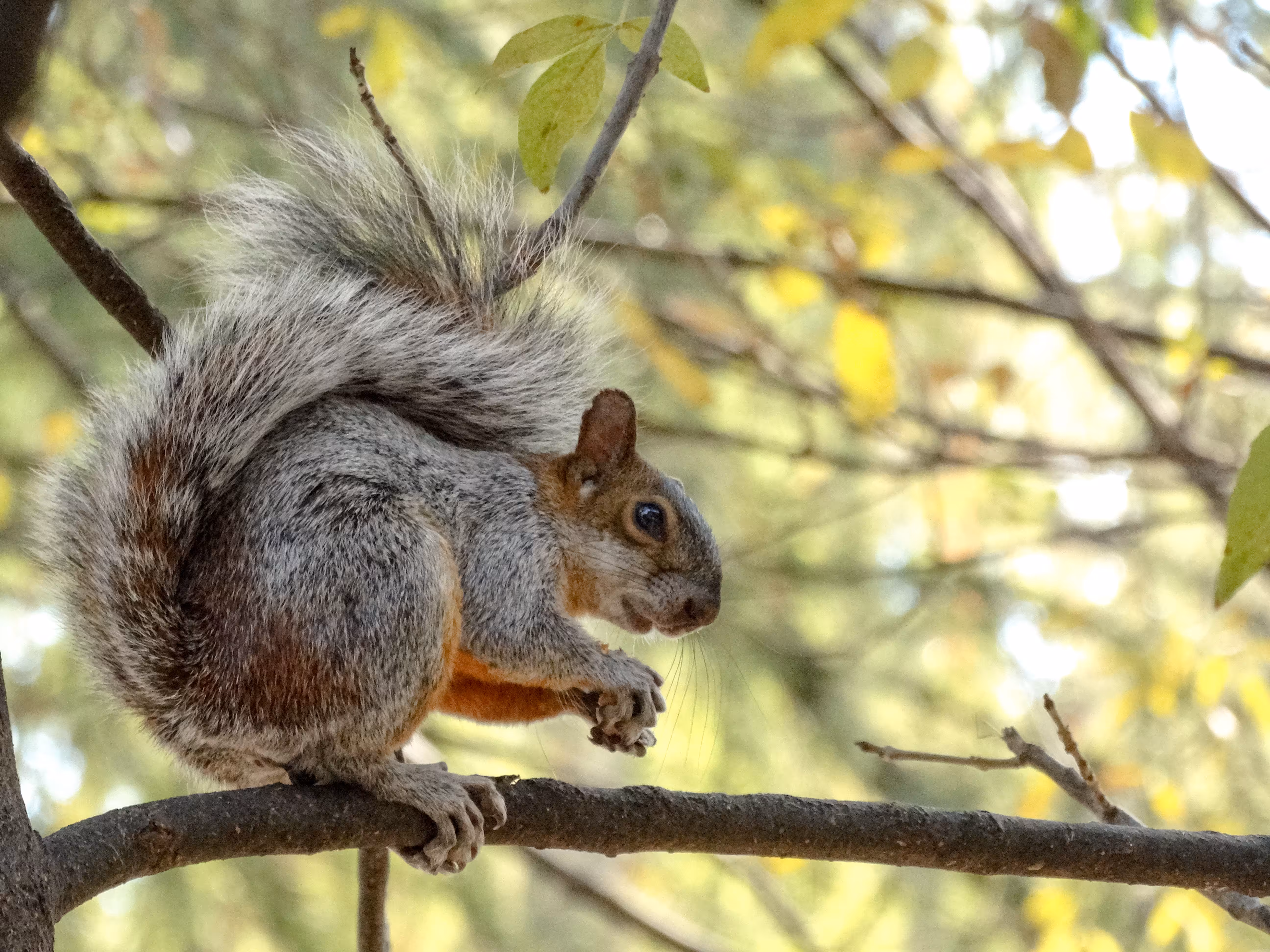 Natural squirrel