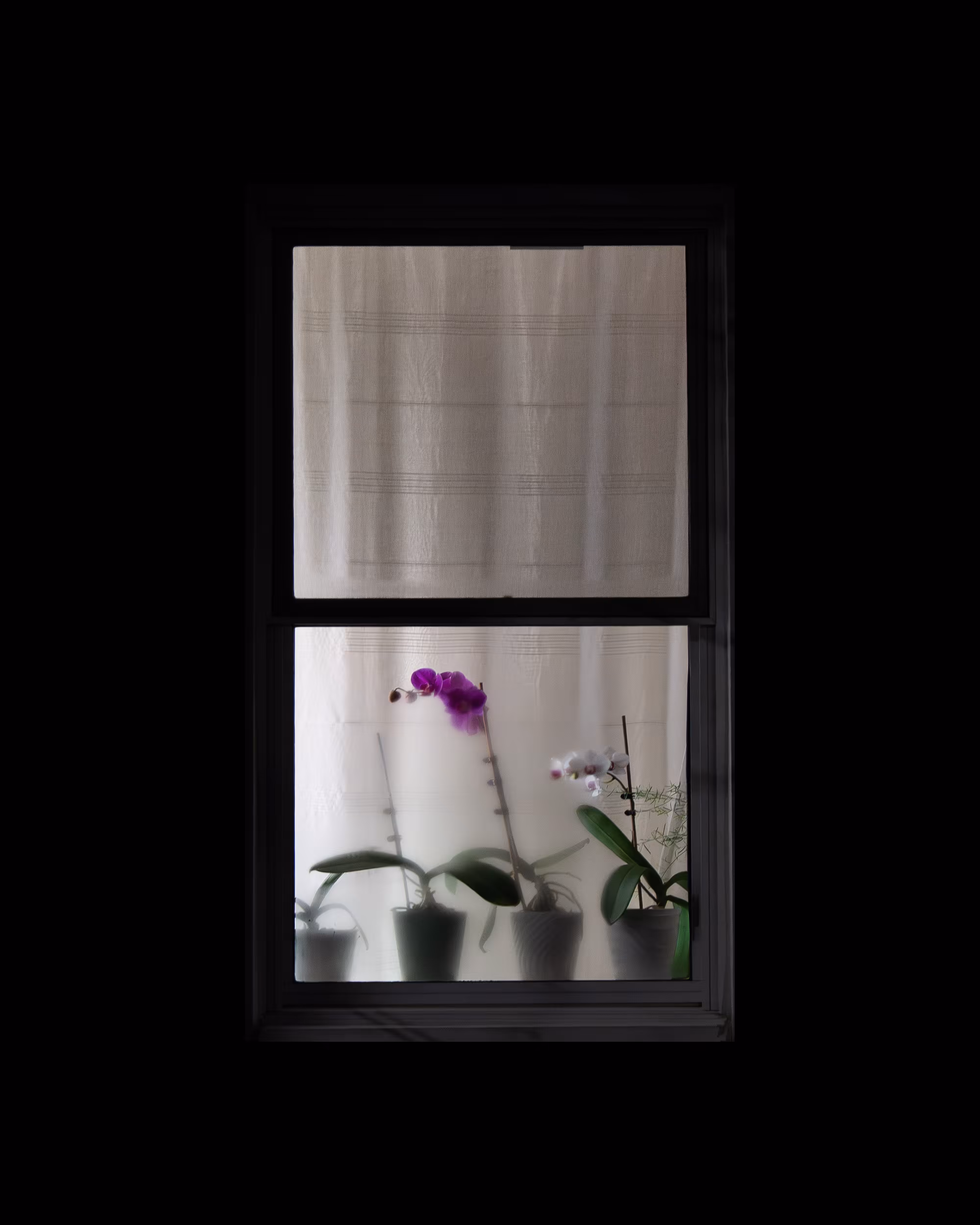 WINDOW 560