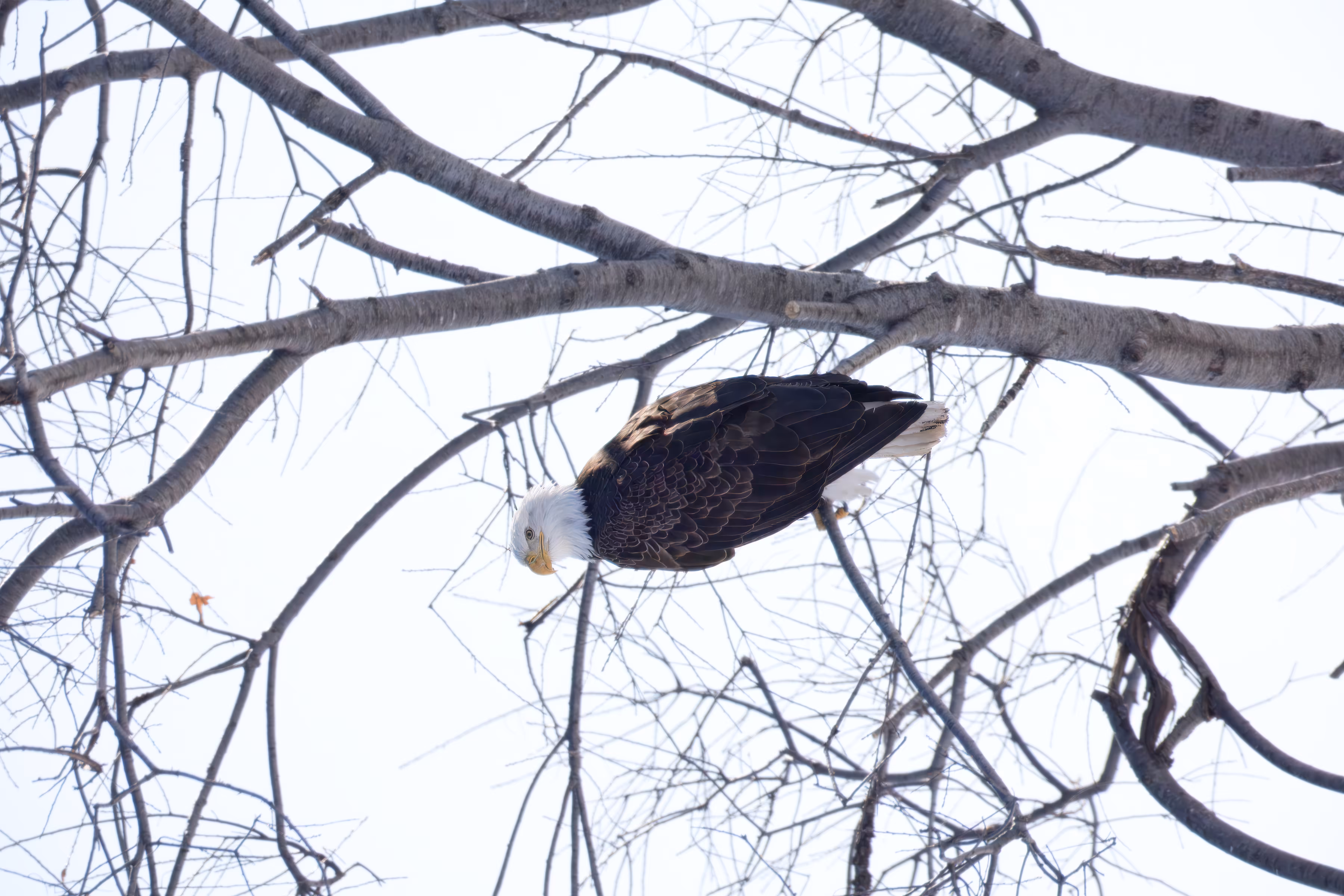 #OneToadPhotography: Huge Bald Eagle!