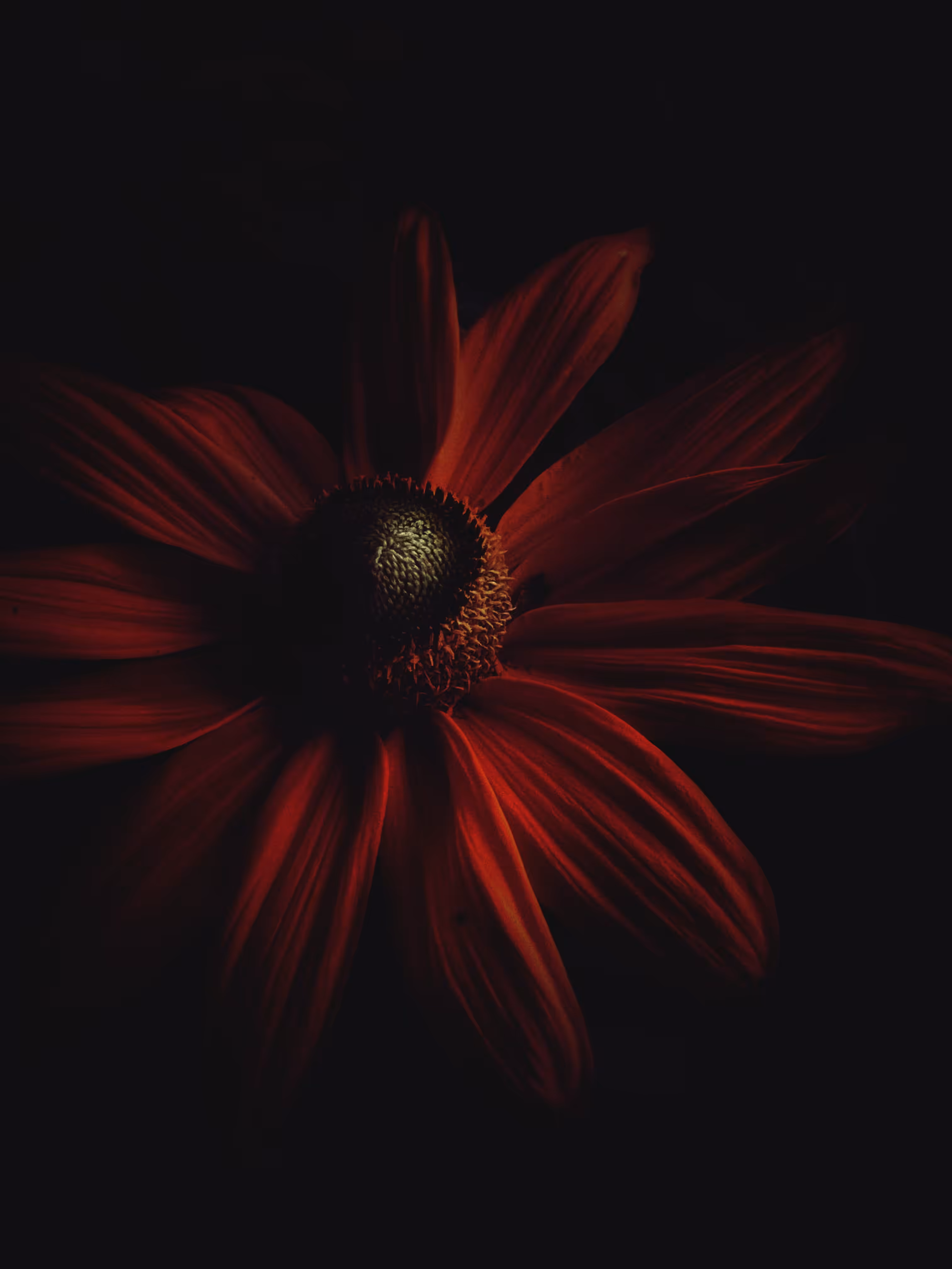 Dark Aureate