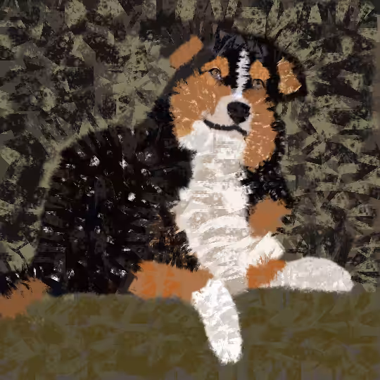 Australian Shepherd (Tricolor)