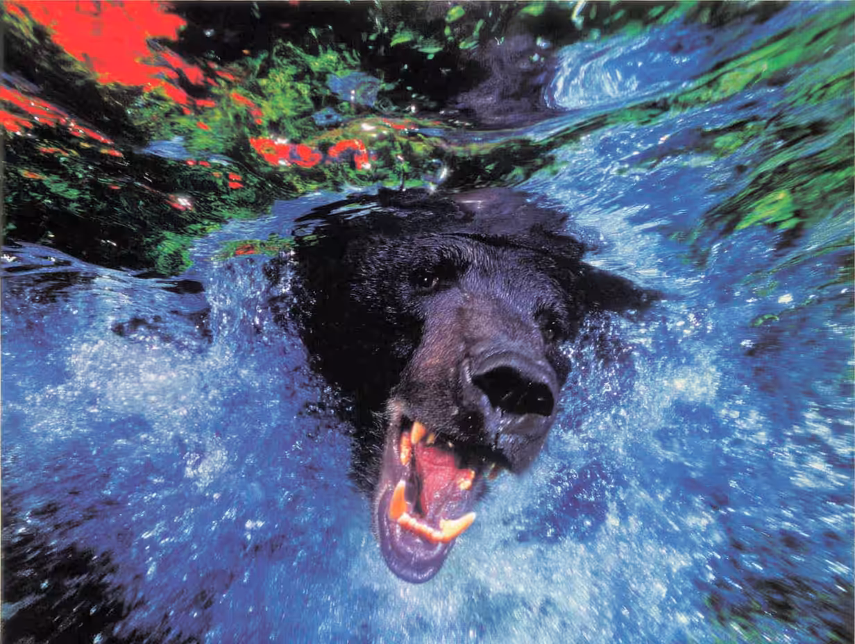 Bears, #9