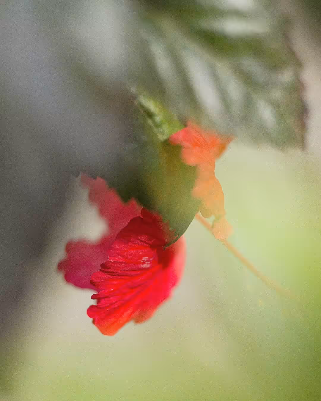 bloom #02