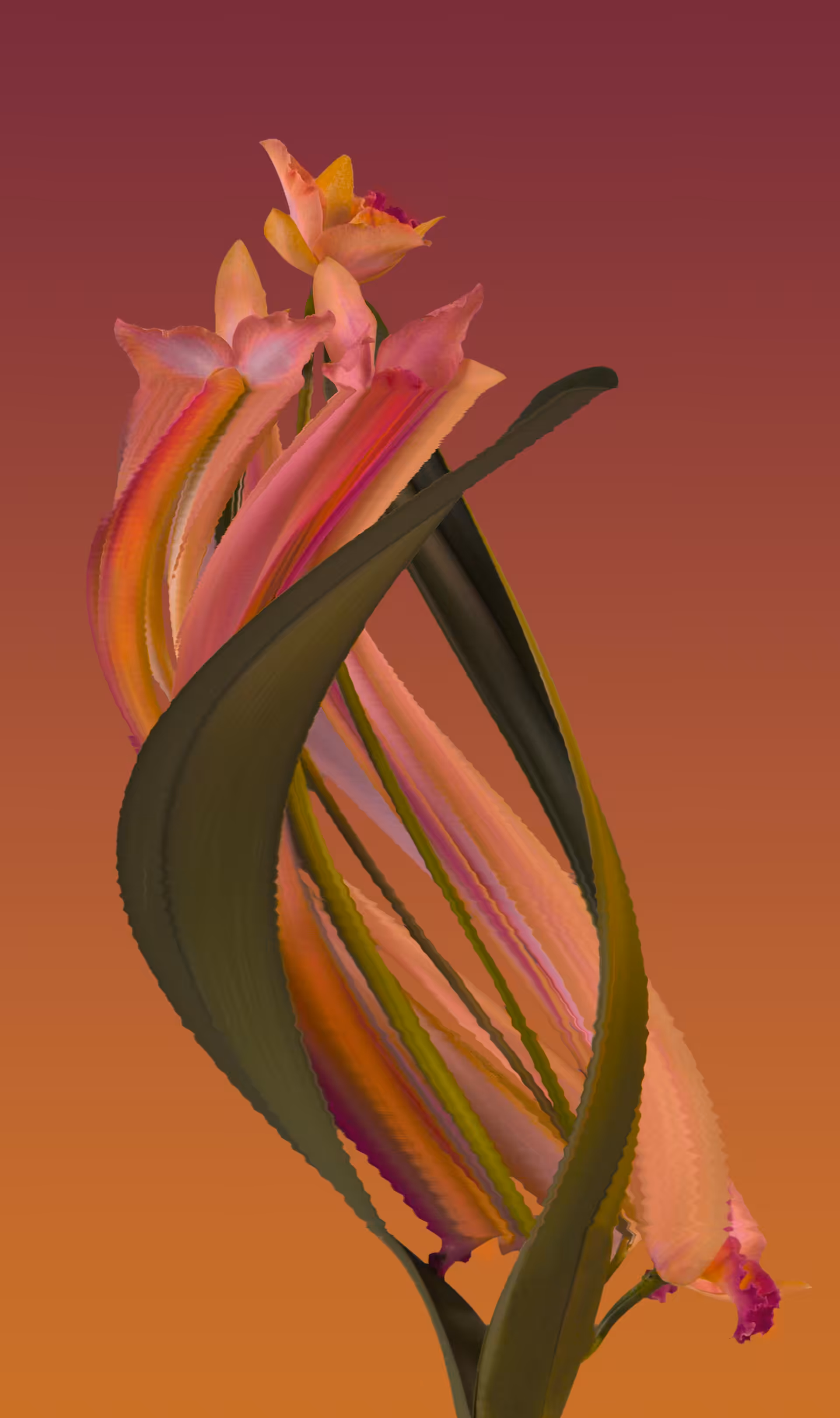 Orchid, still