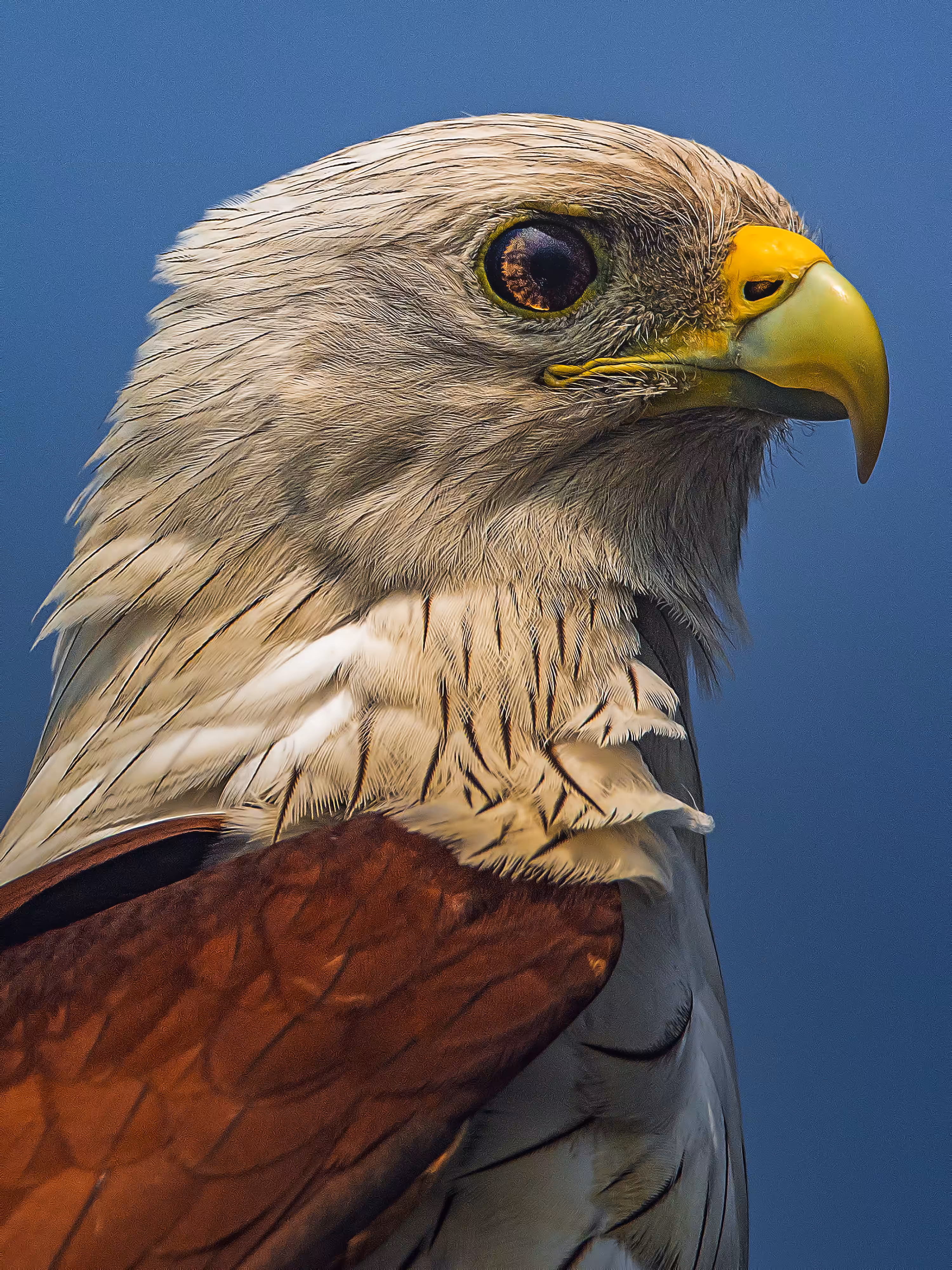 Brahminy Kite - Portrait