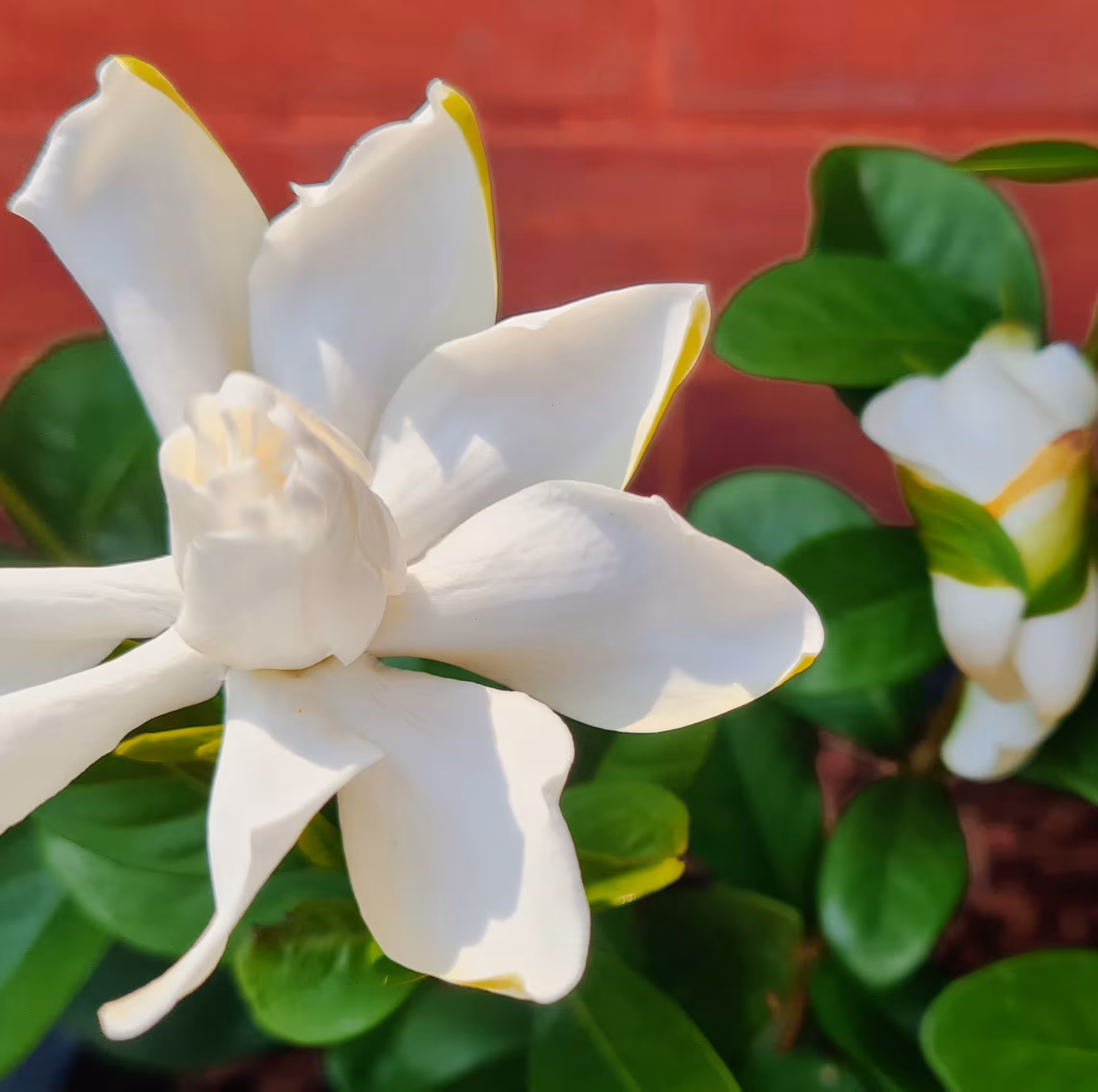 The Flower