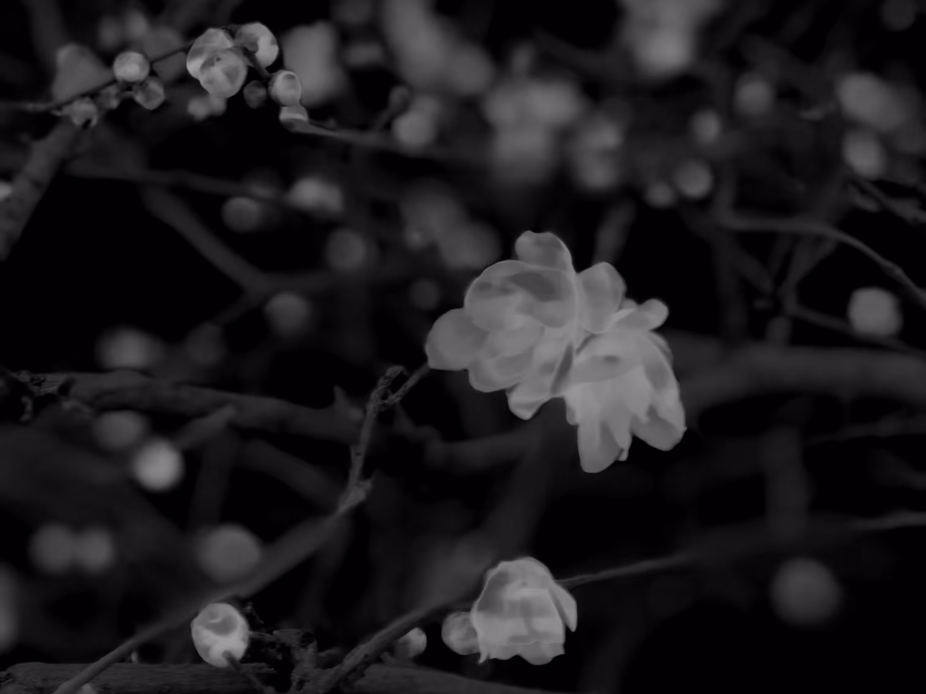 nature(mido) #10