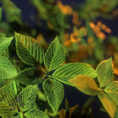 Leaves