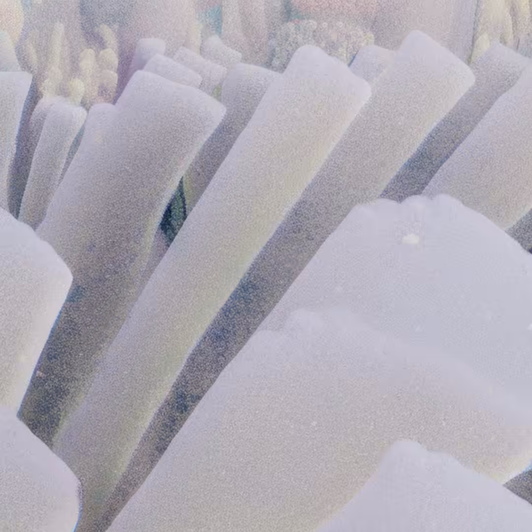 anemone love