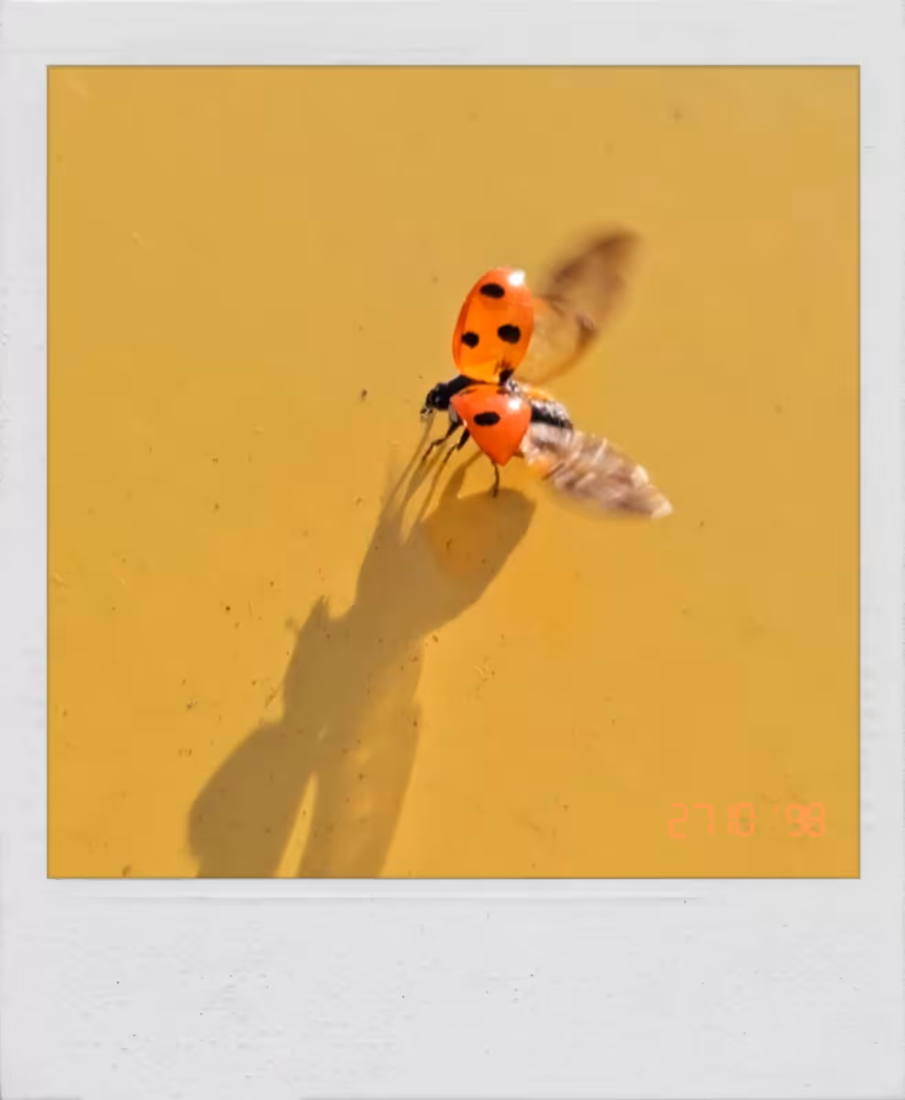 Ladybug