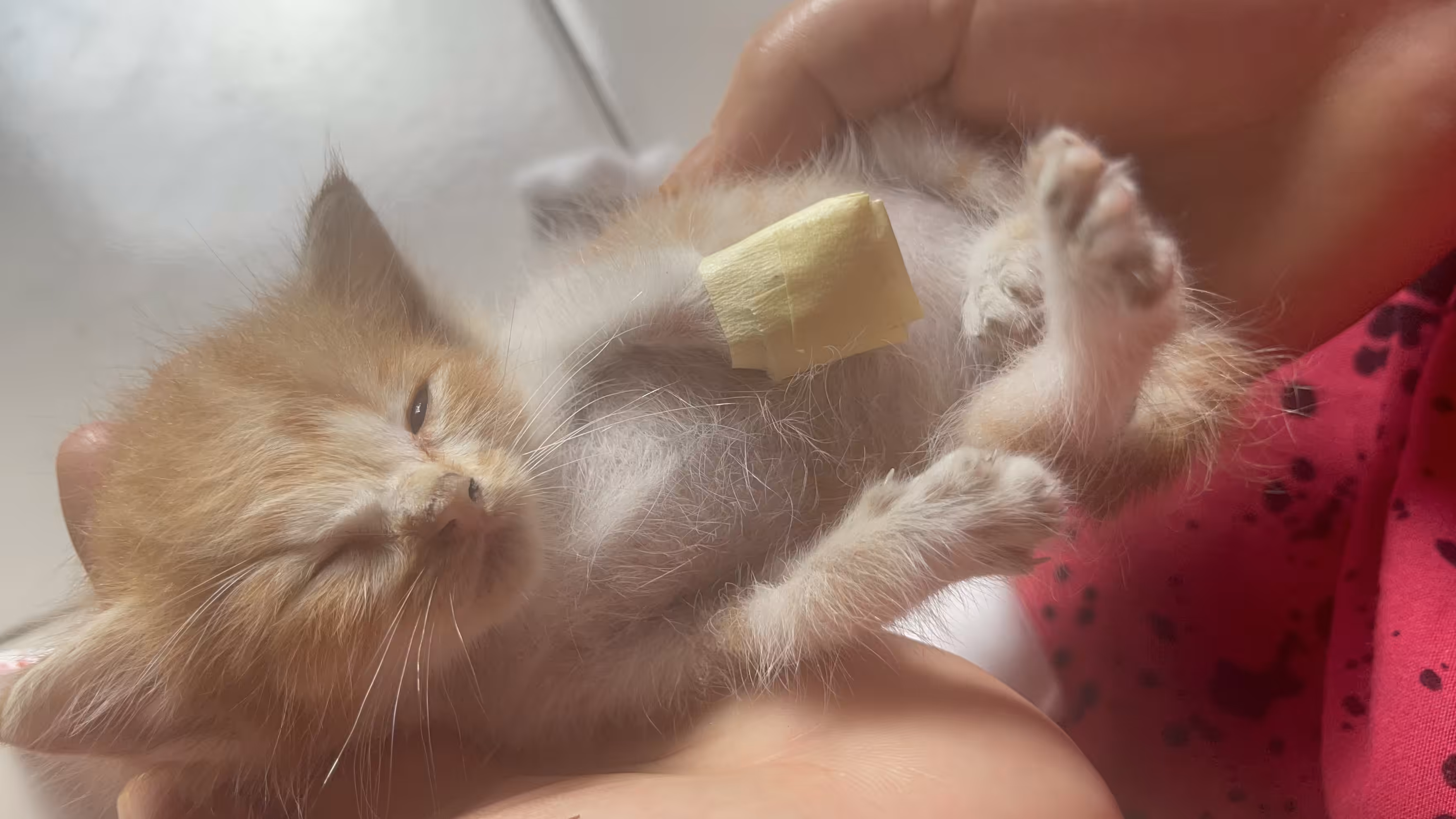 Save Displaced KITTY