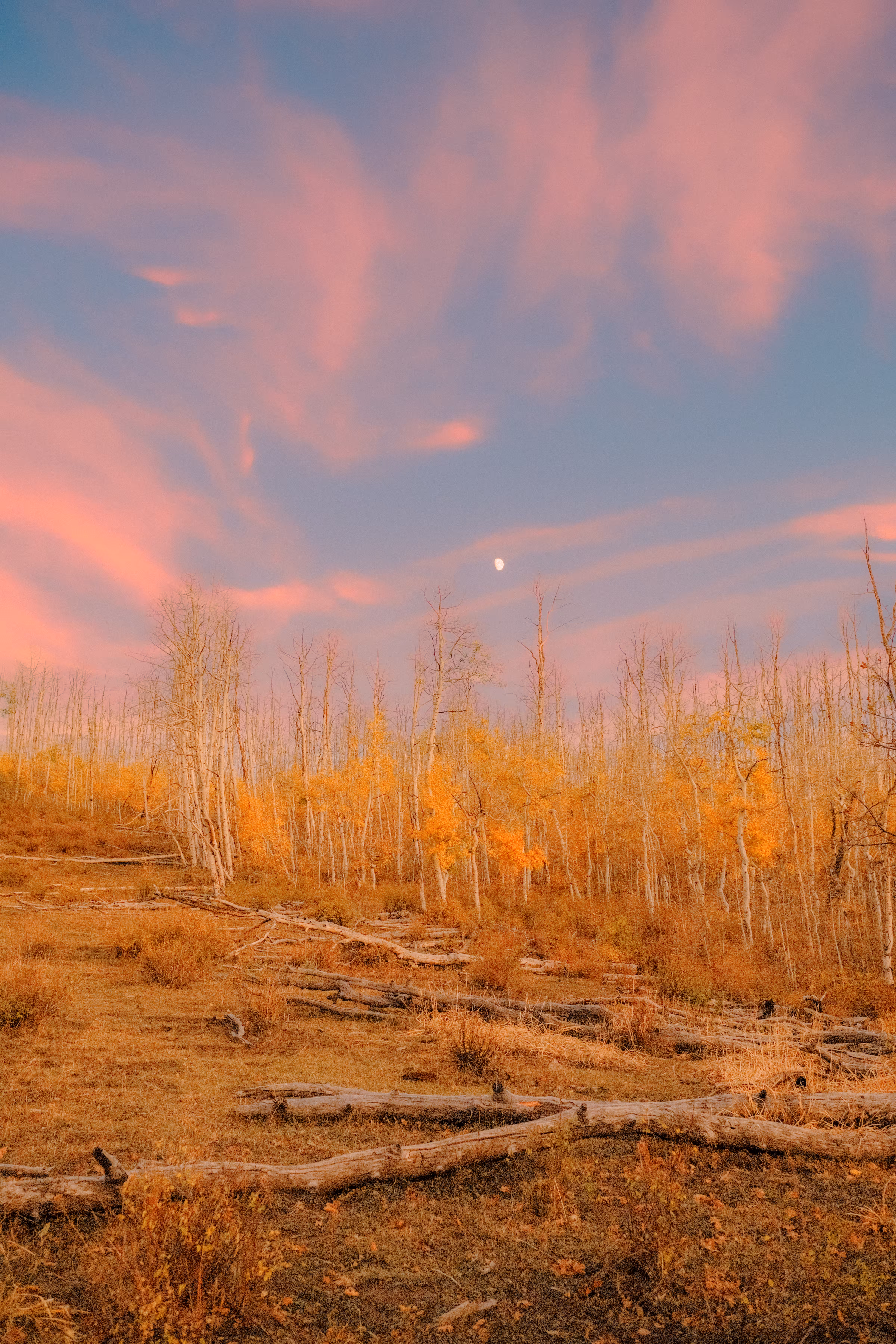 A Colorful Evening