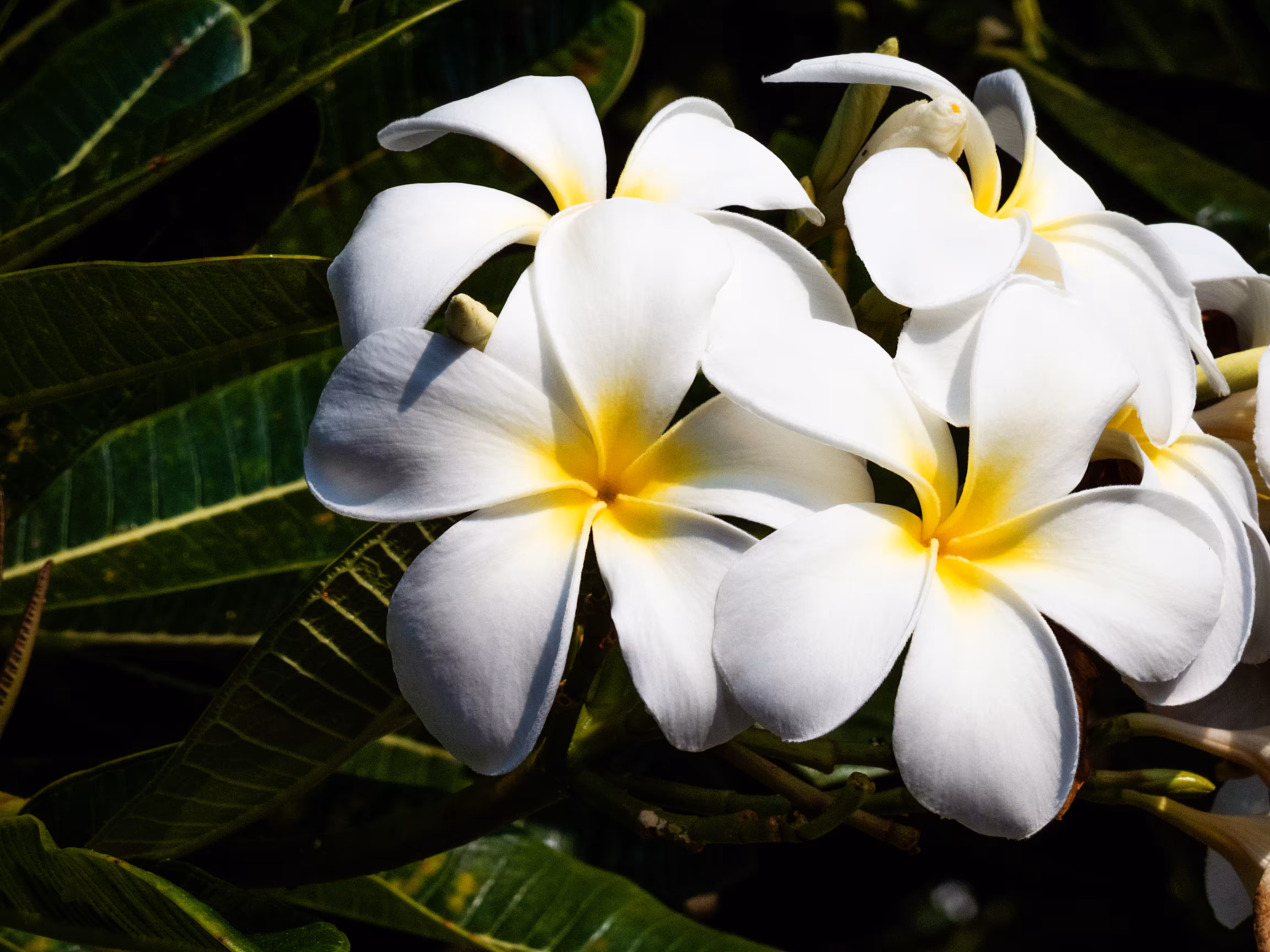 Tropical Blooms
