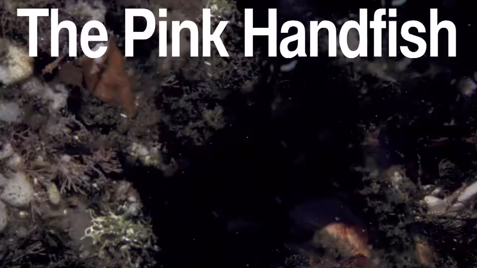 Song A DAO: The Pink Handfish | Song A Day #710
