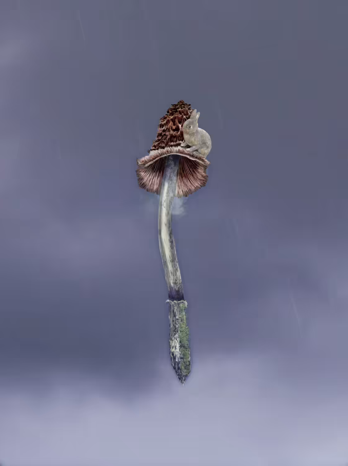 Rabbit on a Mushroom in a Thunderstorm 