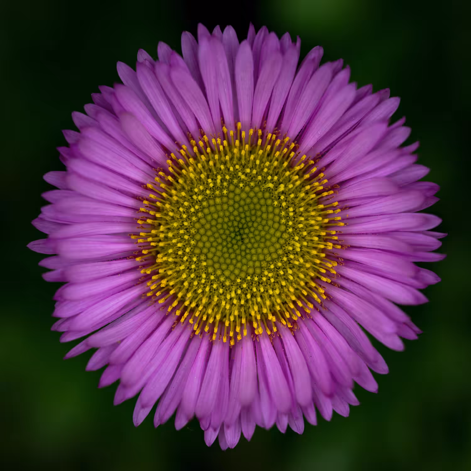 Shades of Purple
