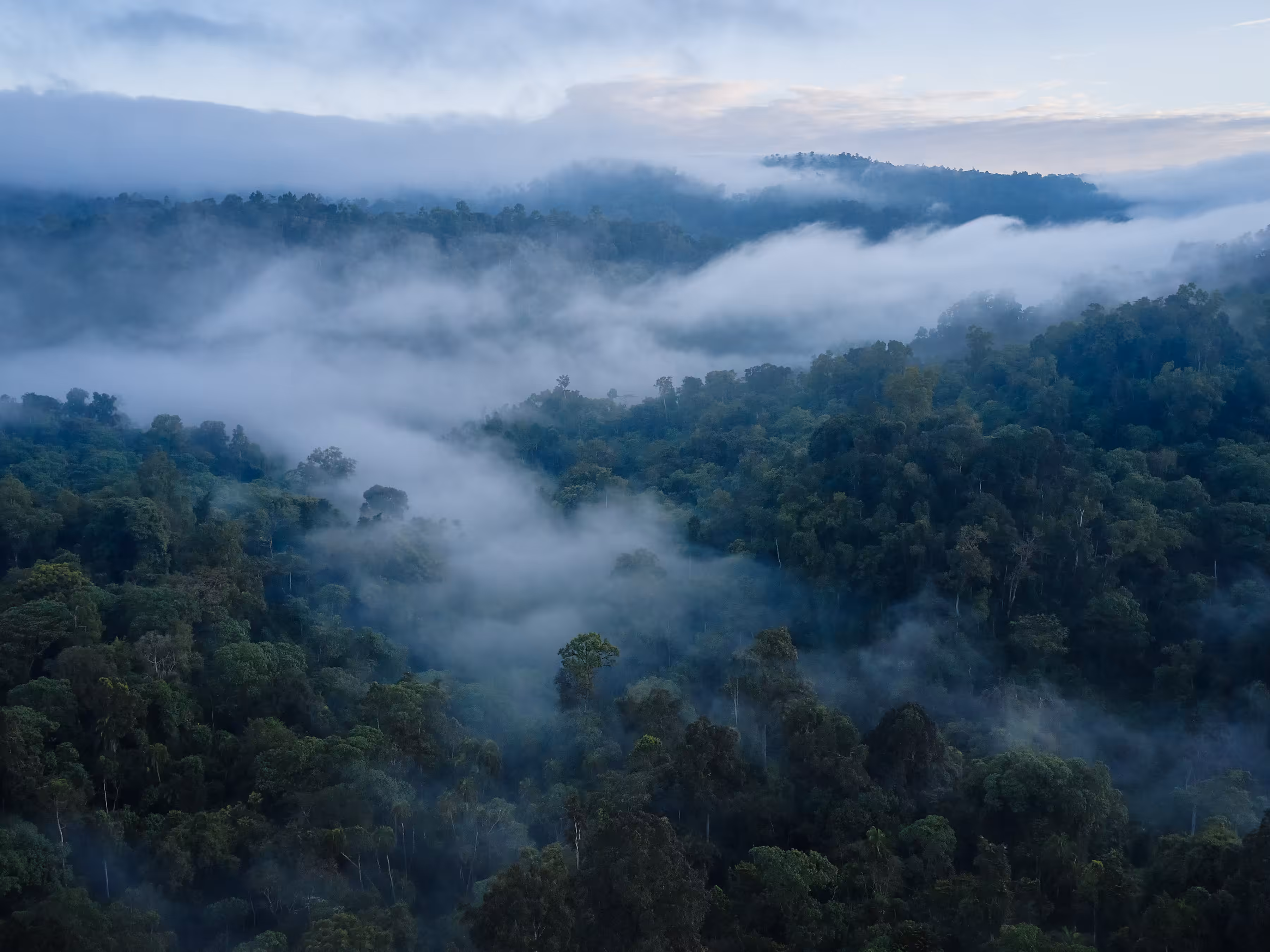 Ethiopia - Mist Rolls Over the Kafa Biosphere Reserve